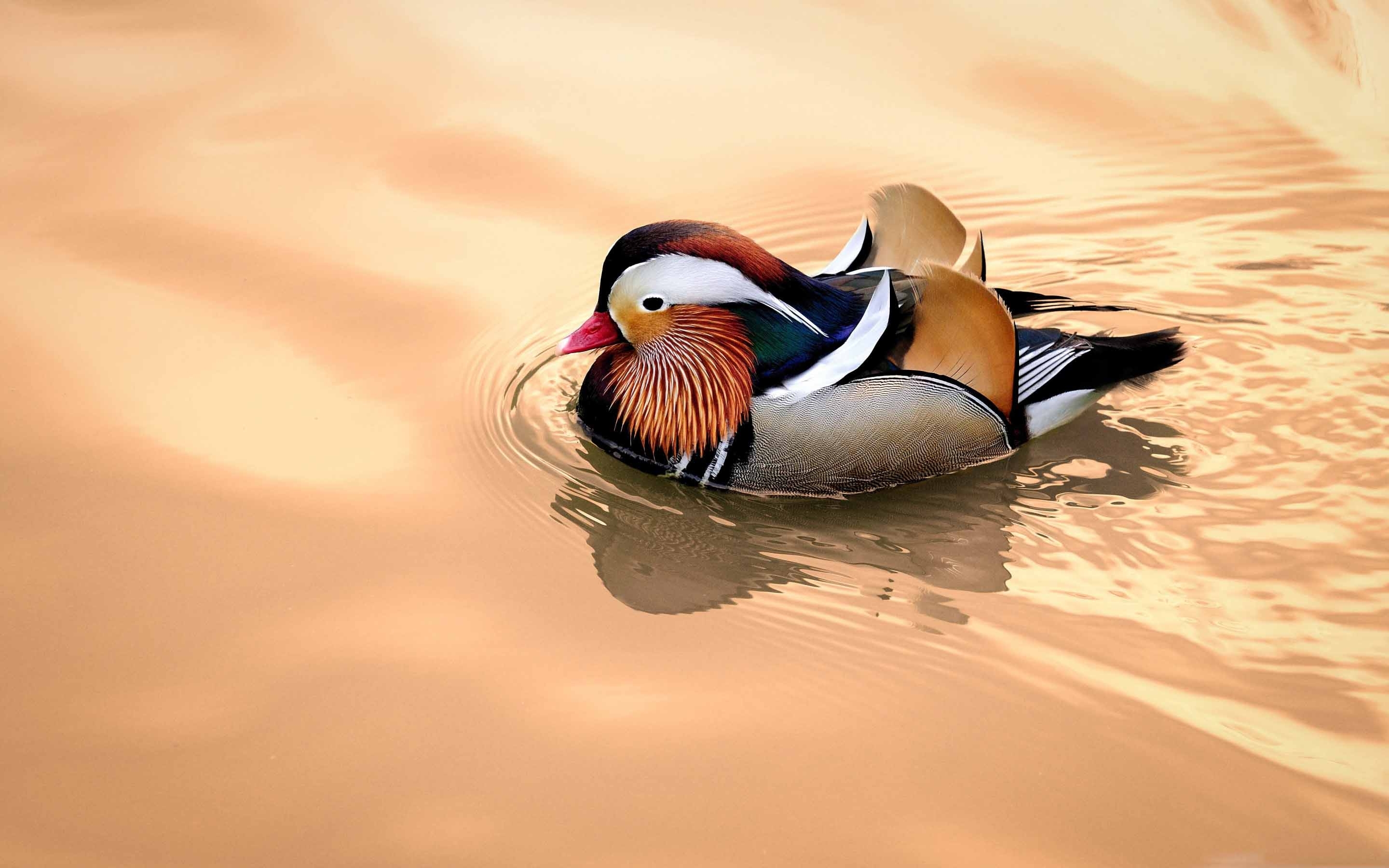 2880x1800 Mandarin Duck Mac Wallpaper Download, Desktop