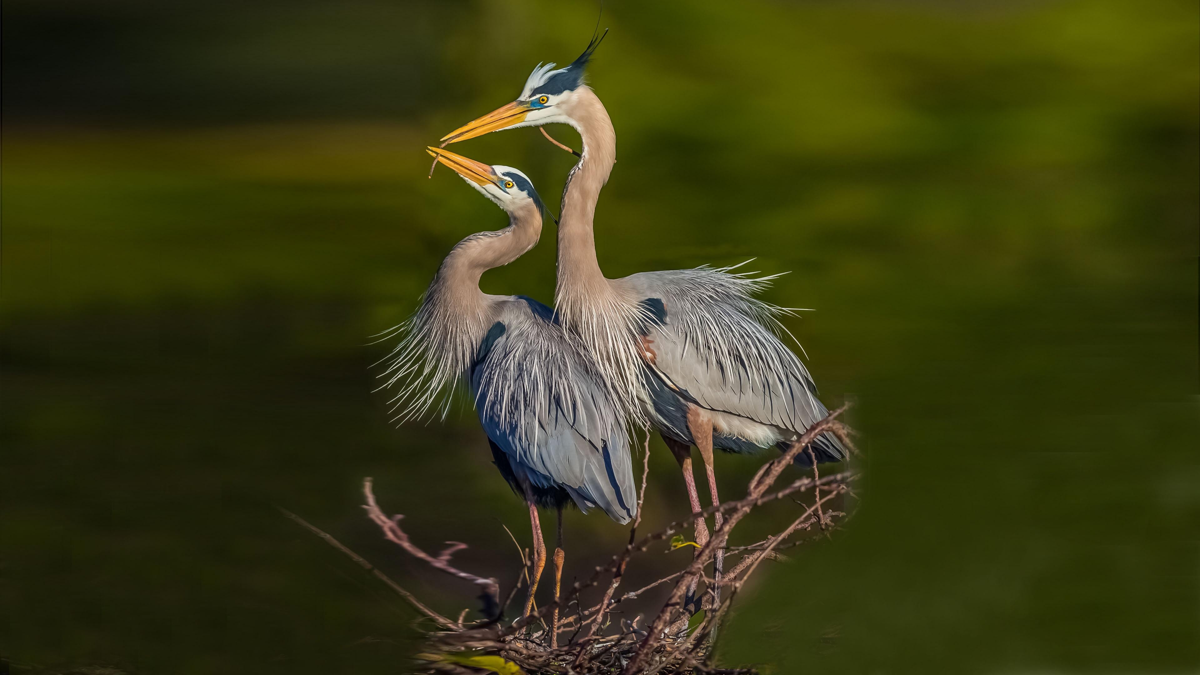 3840x2160 Blue Herons 4k Ultra HD Wallpaper. Background Image, Desktop