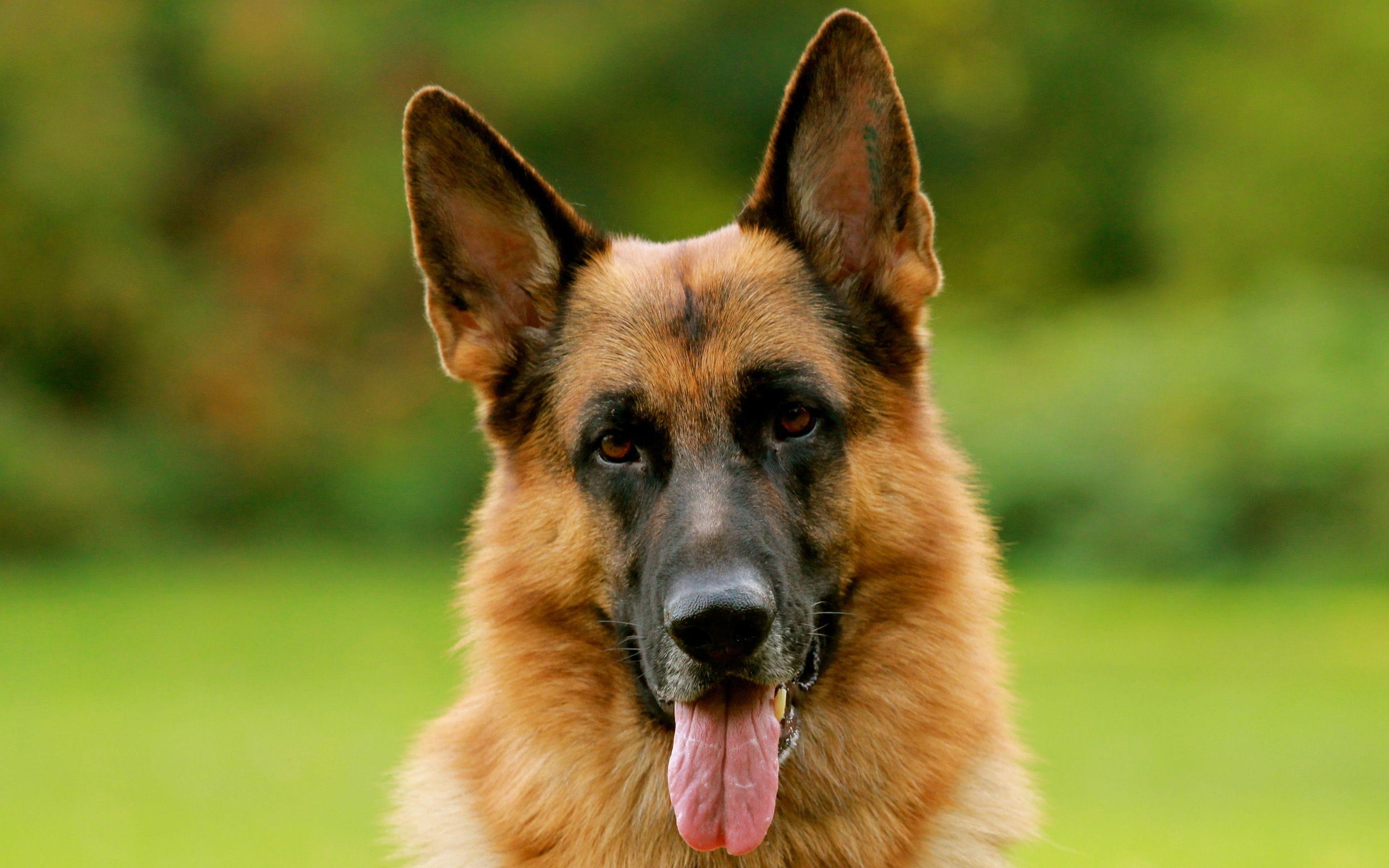 2880x1800 German Shepherd HD Wallpaper and Background Image, Desktop