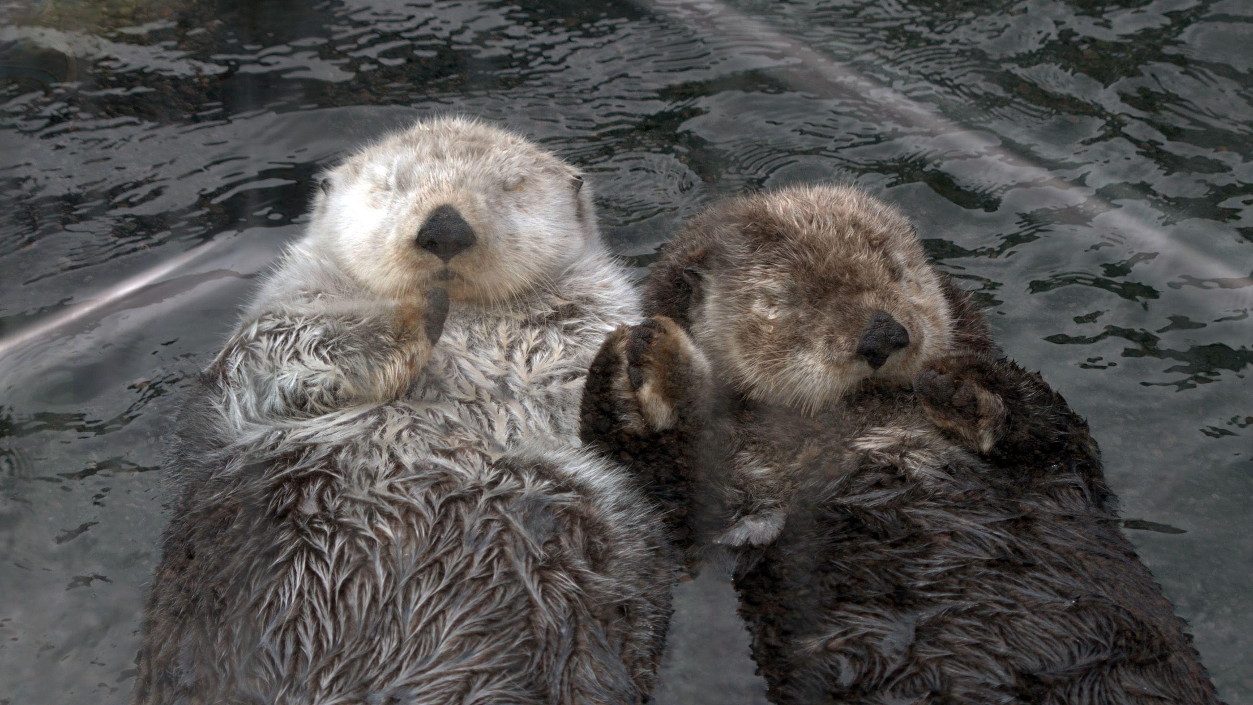 2560x1440 Sea Otters Wallpaper, Desktop