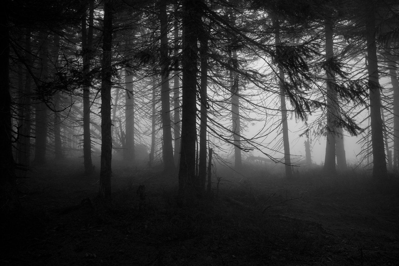 1280x860 Scary Forest Phone Wallpaper. iPhone, Desktop