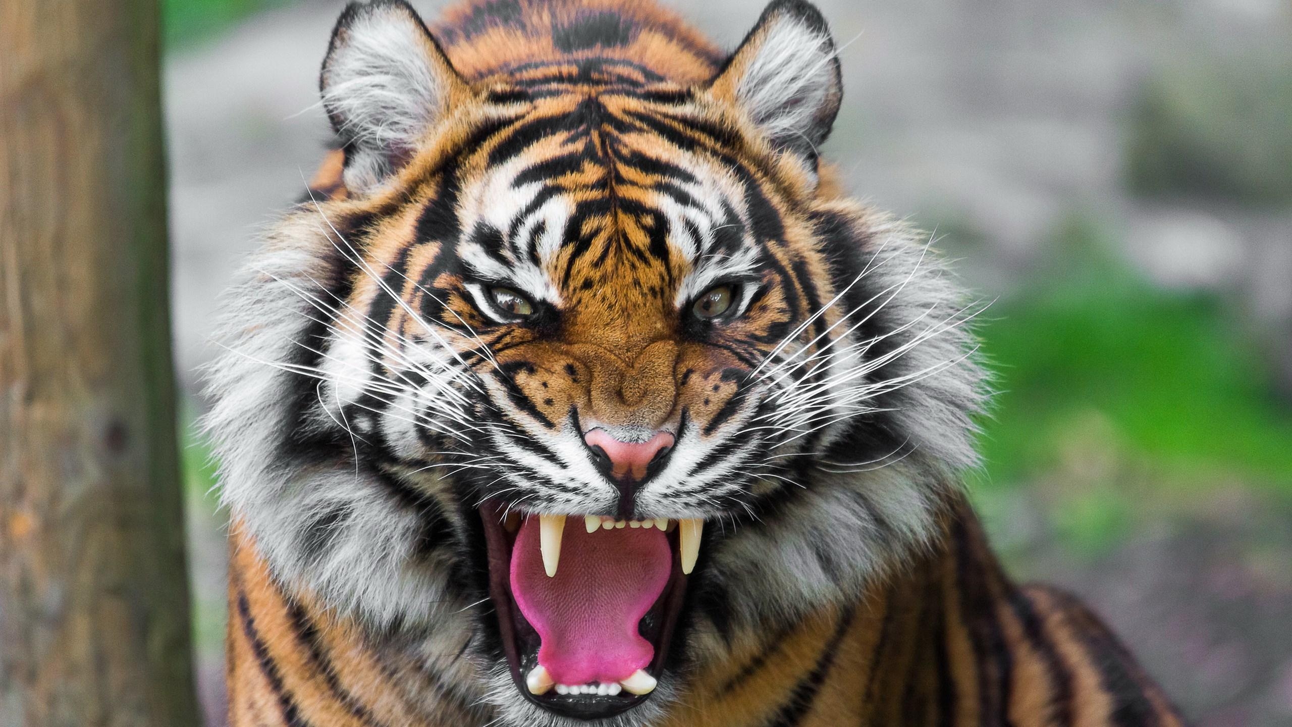 2560x1440 roaring tiger wallpaper HD. Tiger wallpaper 4k, tiger image, Desktop