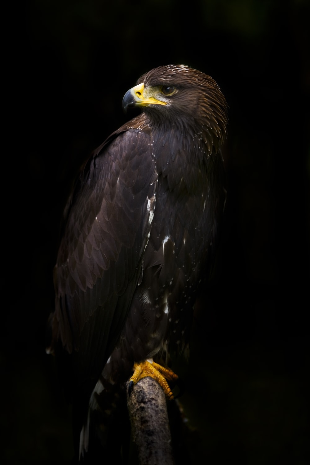 1000x1500 Black Eagle Picture. Download Free Image, Phone