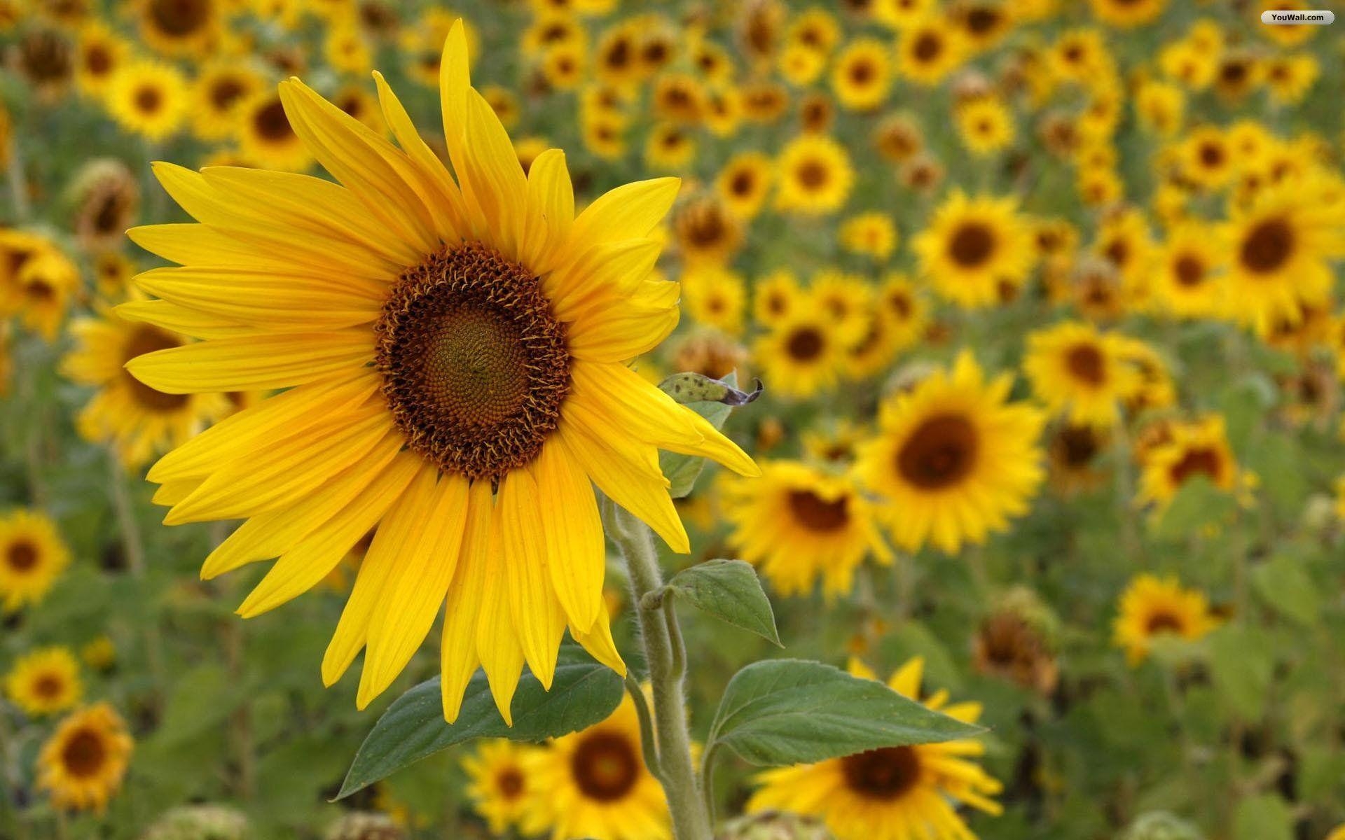 1920x1200 Sunflowers_wallpaper, Desktop