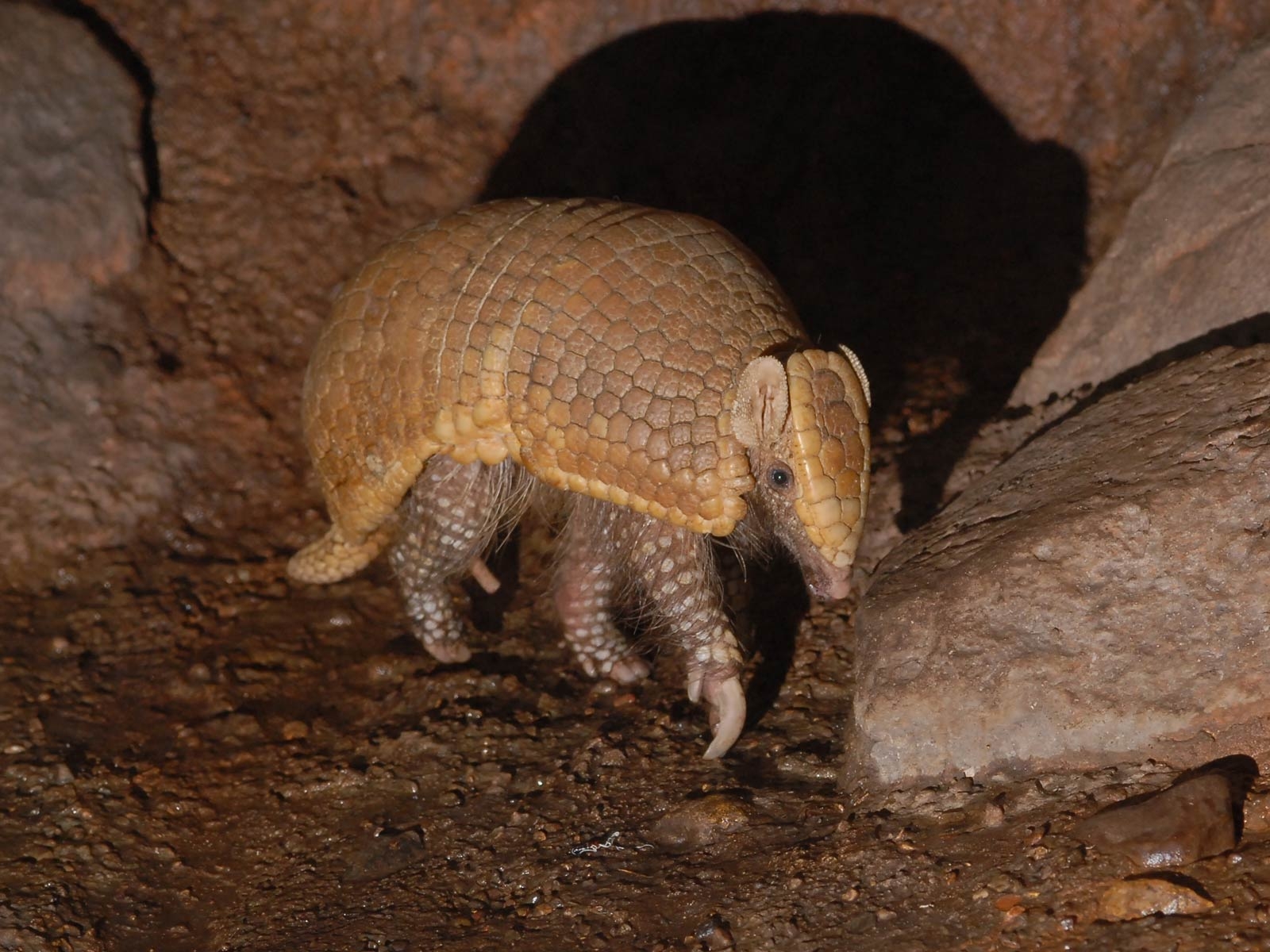 1600x1200 Armadillo Background. Armadillo, Desktop