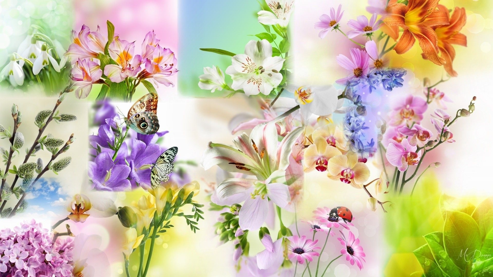 1920x1080 Free download 74 Spring Flower Wallpaper [] for your Desktop, Mobile & Tablet. Explore Spring Flower Wallpaper. Spring Picture For Wallpaper, Free Spring Wallpaper For Desktop, Spring Wallpaper, Desktop