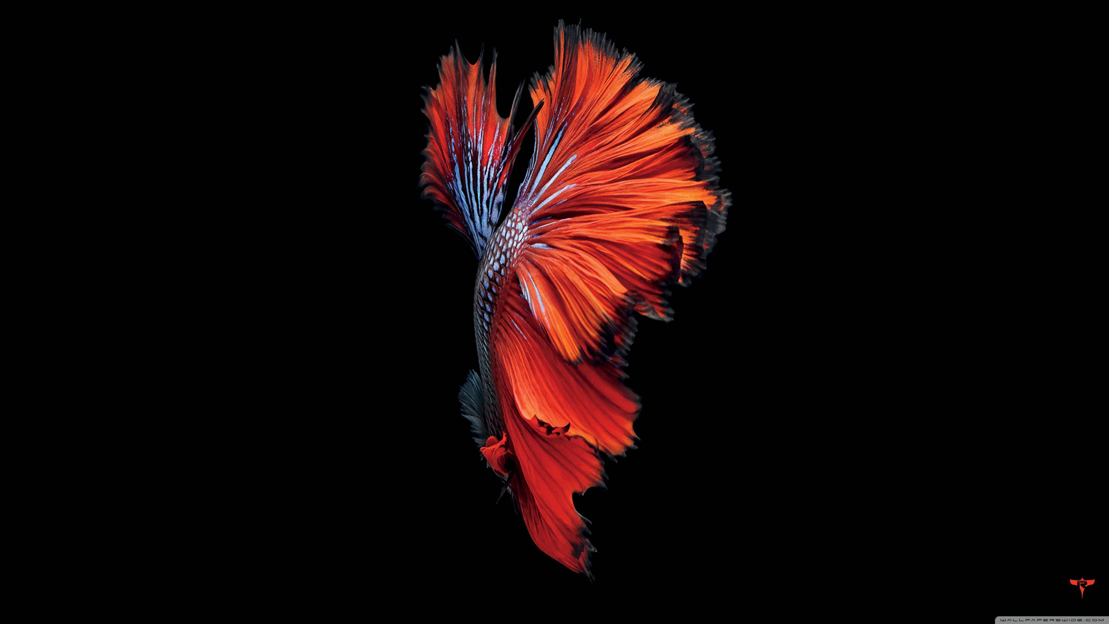 3840x2160 Download A Vibrant Red Fish Swimming Through A Crystal Clear Ocean. Wallpaper, Desktop