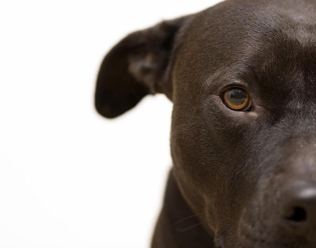 1030x810 Pitbull Eye. High Definition Wallpaper, High Definition Picture, Desktop