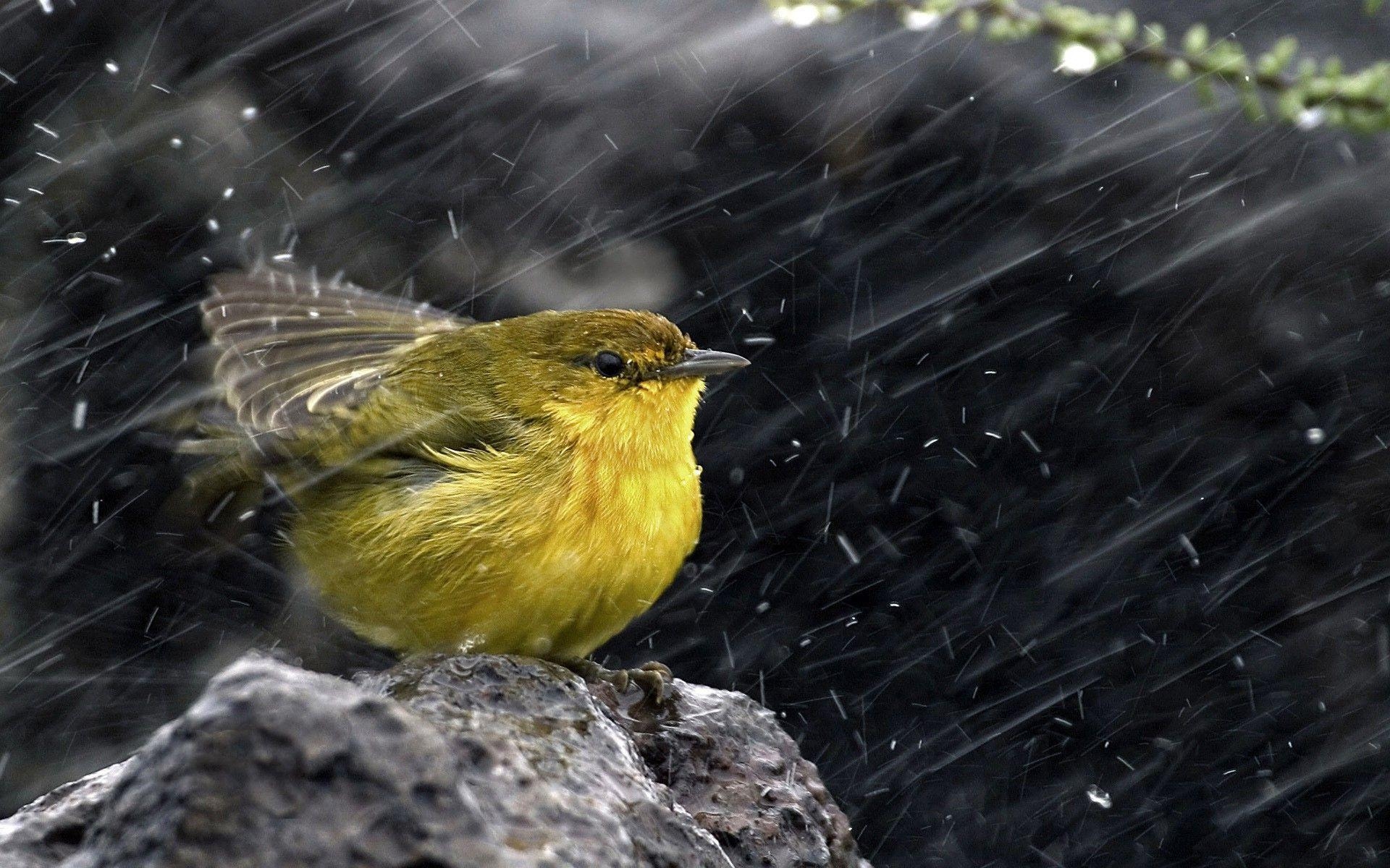 1920x1200 Bird On The Rain Wallpaper For PC Wallpaper. High, Desktop