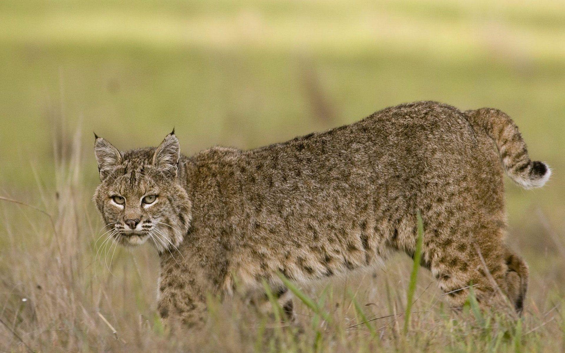 1920x1200 Bobcat HD Wallpaper and Background Image, Desktop