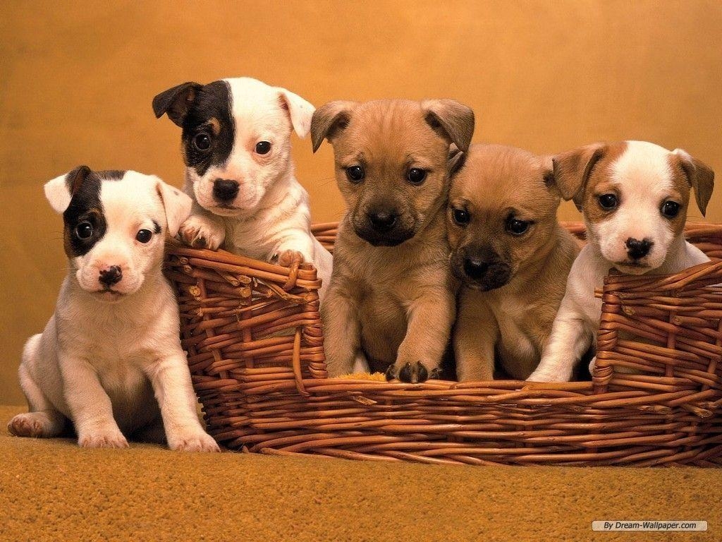 1030x770 Puppy Wallpaper, Desktop