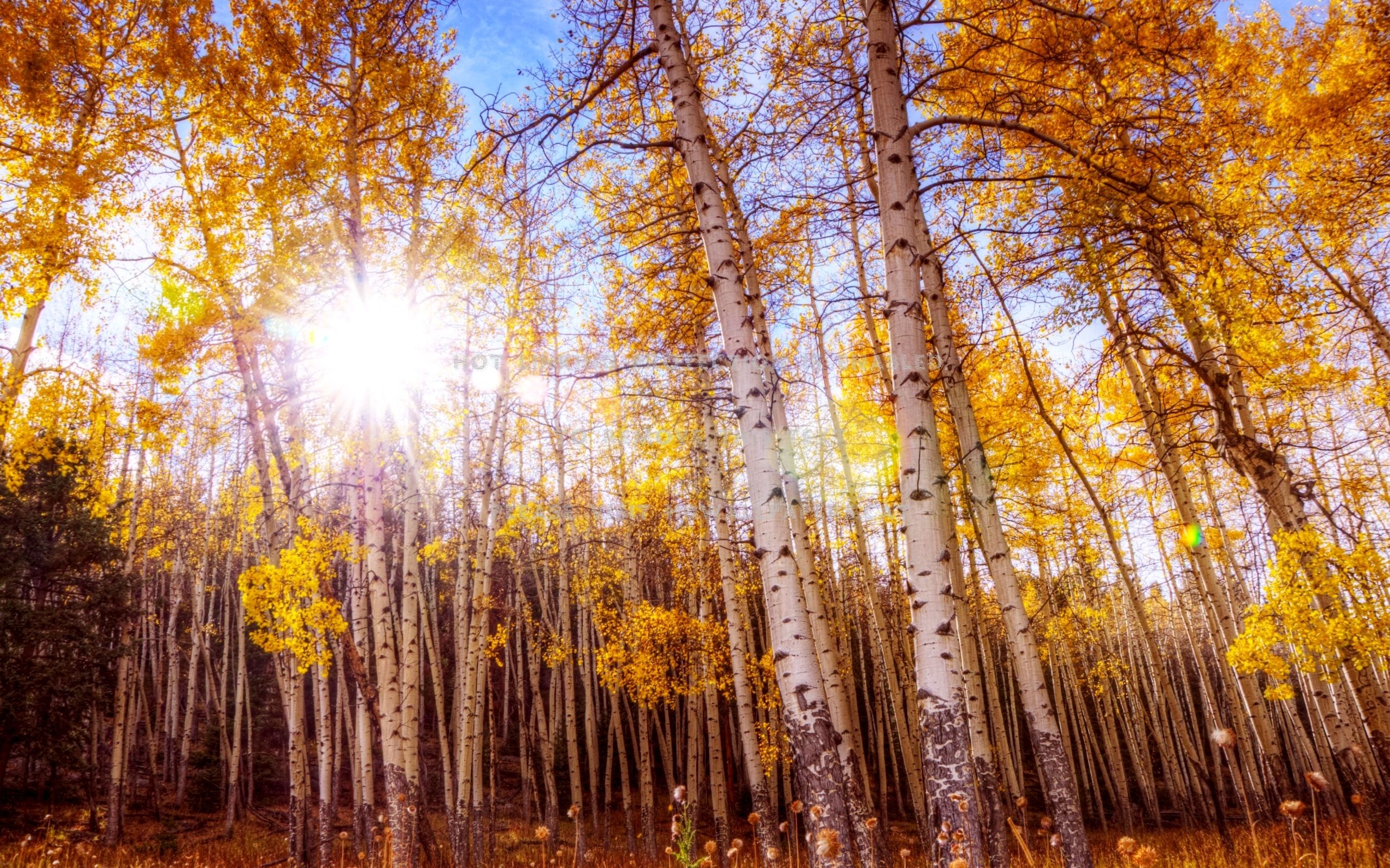 2560x1600 Aspen Desktop Background. Aspen Tree Wallpaper, Aspen Trunk Wallpaper and Aspen Wallpaper, Desktop