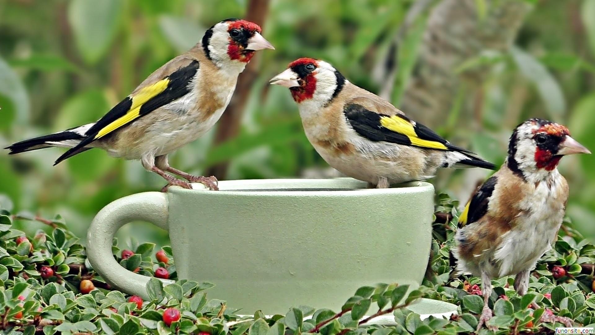 1920x1080 House Sparrow Wallpaper, Desktop Background, House Sparrow Image, Desktop