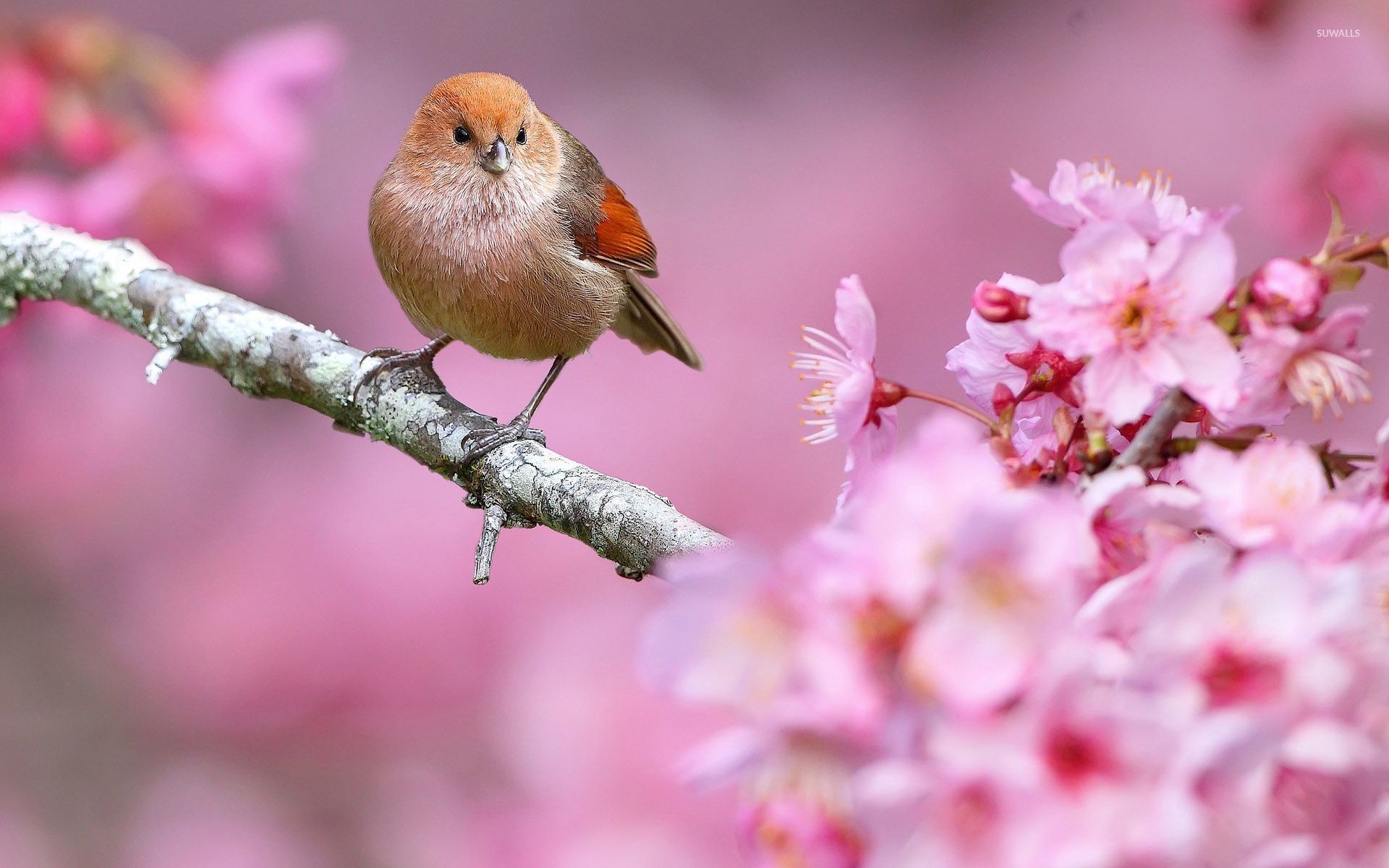 1920x1200 Spring Animals Wallpaper Free Spring Animals Background, Desktop