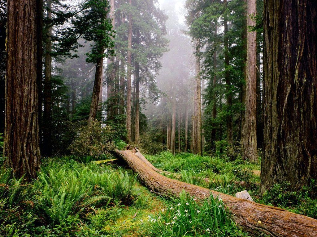 1030x770 Nature Redwood National Park 1600x1200px, Desktop