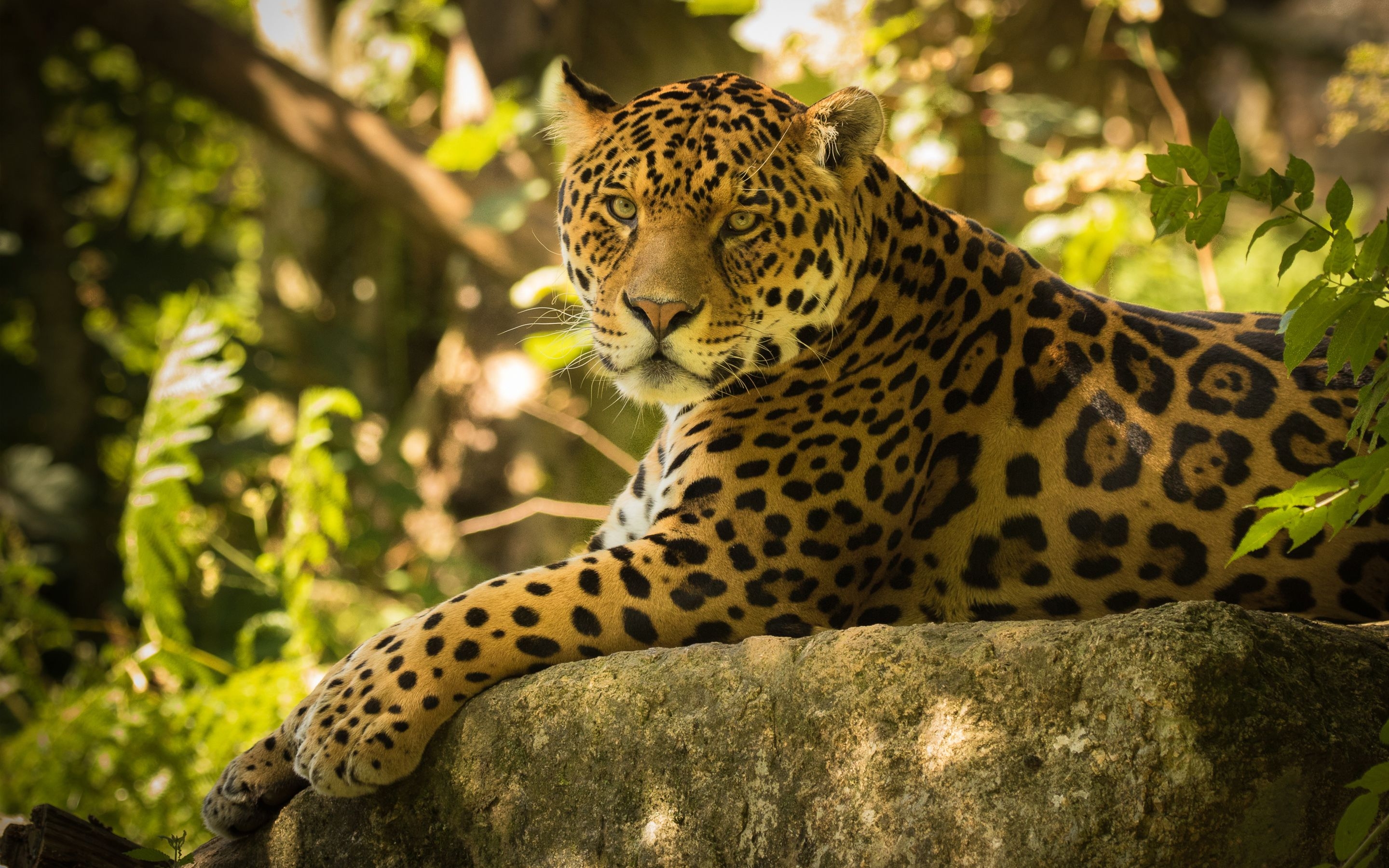 2880x1800 Jaguar 4K wallpaper for your desktop or mobile screen free, Desktop