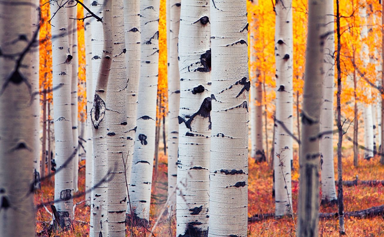 1280x800 Free download Image USA Colorado Aspen Birch Nature Autumn Forests Trunk tree [] for your Desktop, Mobile & Tablet. Explore Aspens Wallpaper. Aspens Wallpaper, Desktop