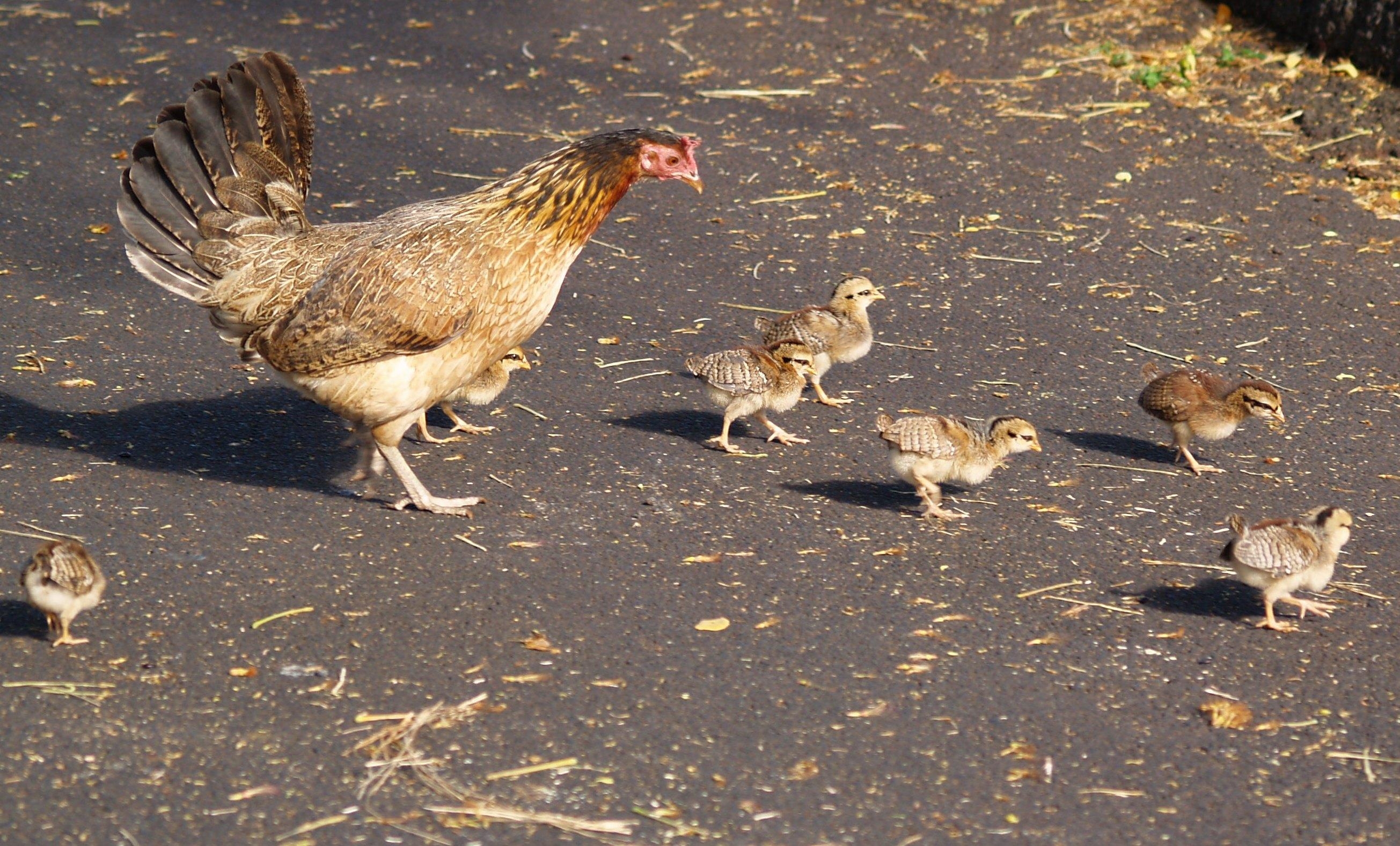 2610x1580 Chicken (Hen) Bird Image Desktop Background Wallpaper, Desktop