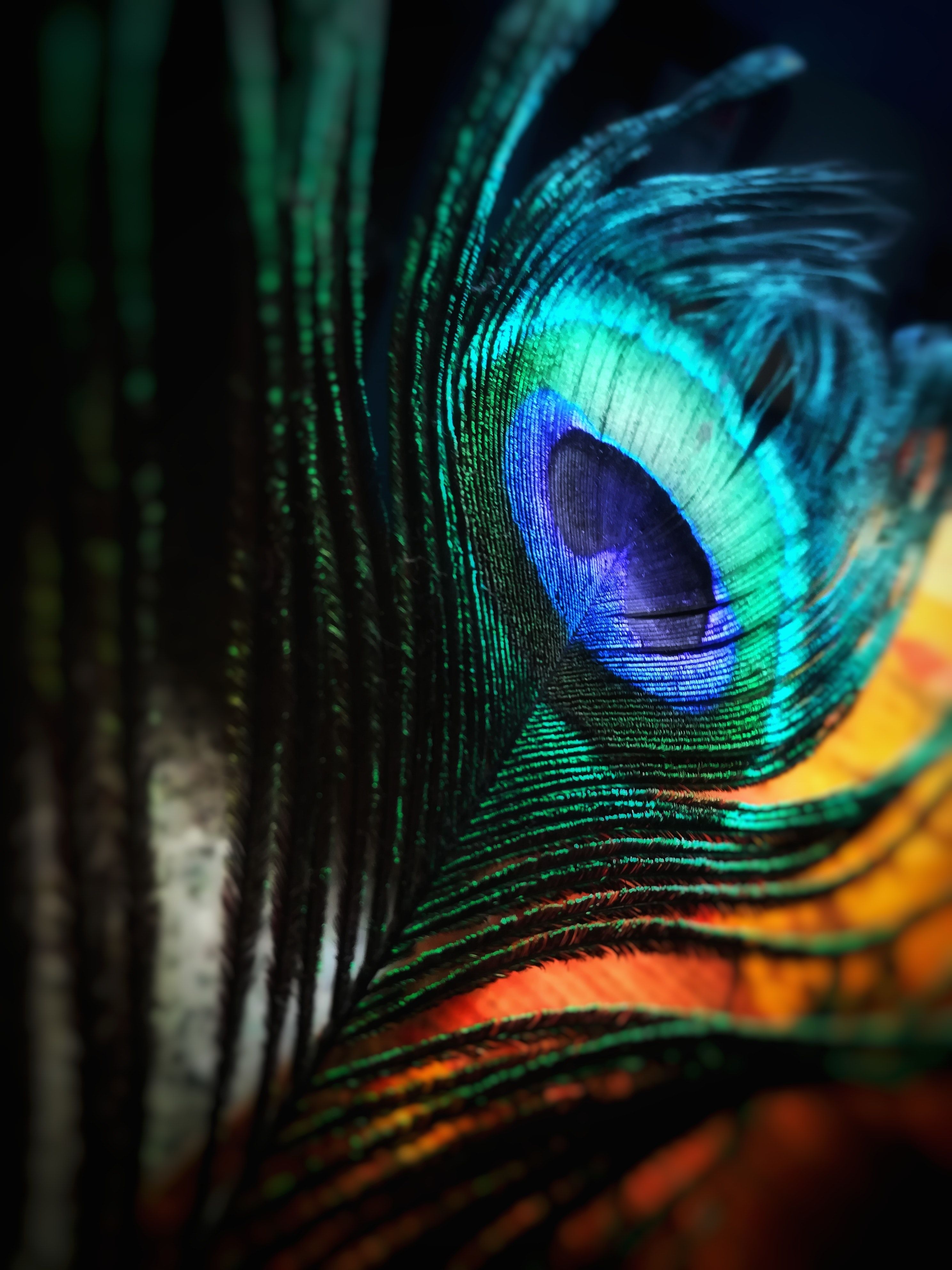 2980x3970 Green and Blue Peacock Feather · Free, Phone