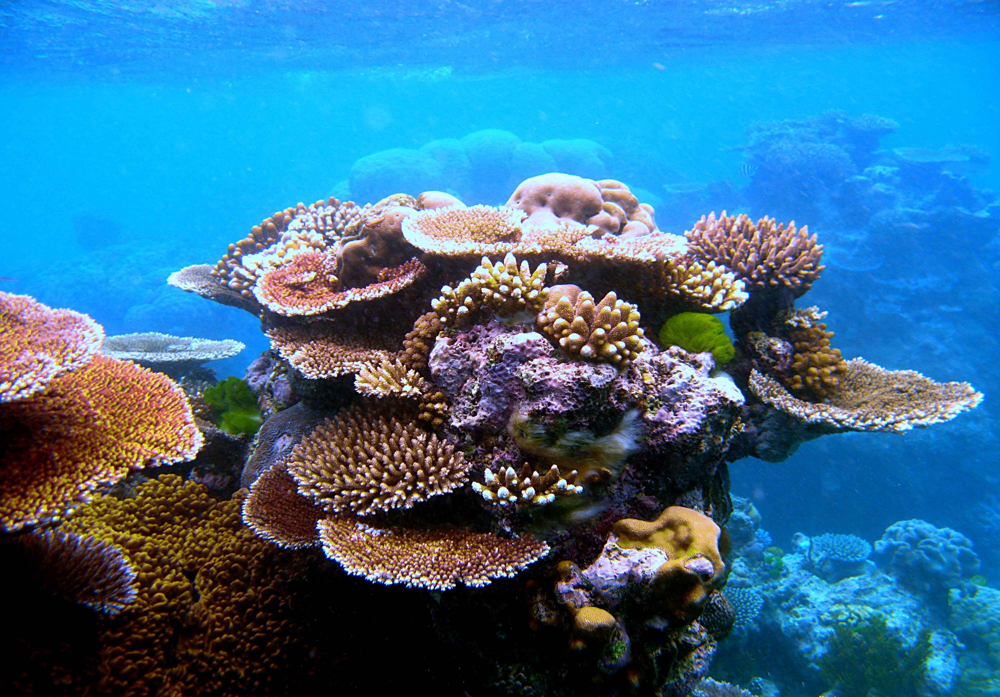 4000x2790 Awesome Coral Reef Photo. Coral Reef Wallpaper, Desktop