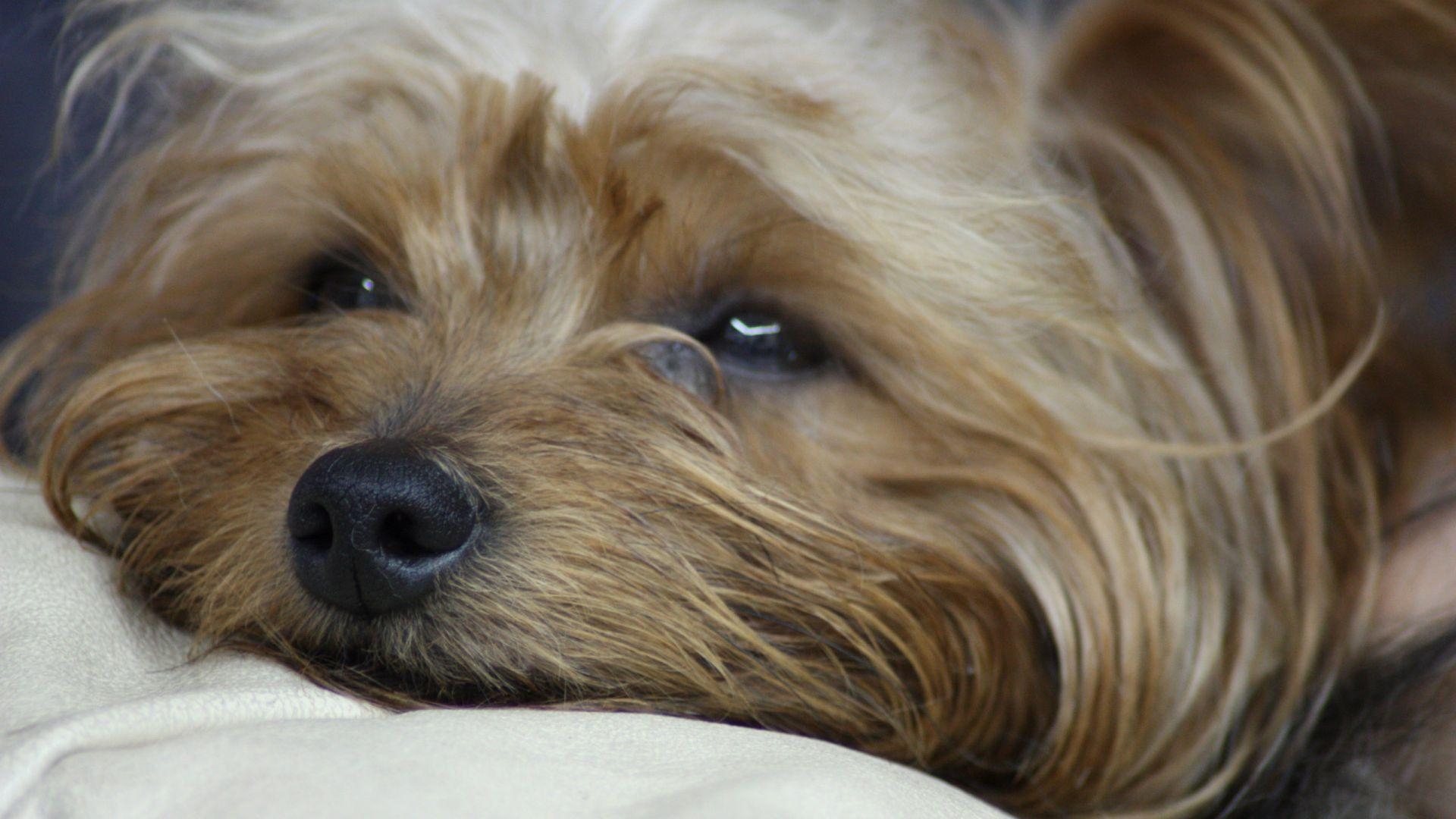 1920x1080 Yorkshire Terrier dog photo and wallpaper. Beautiful Lovely, Desktop