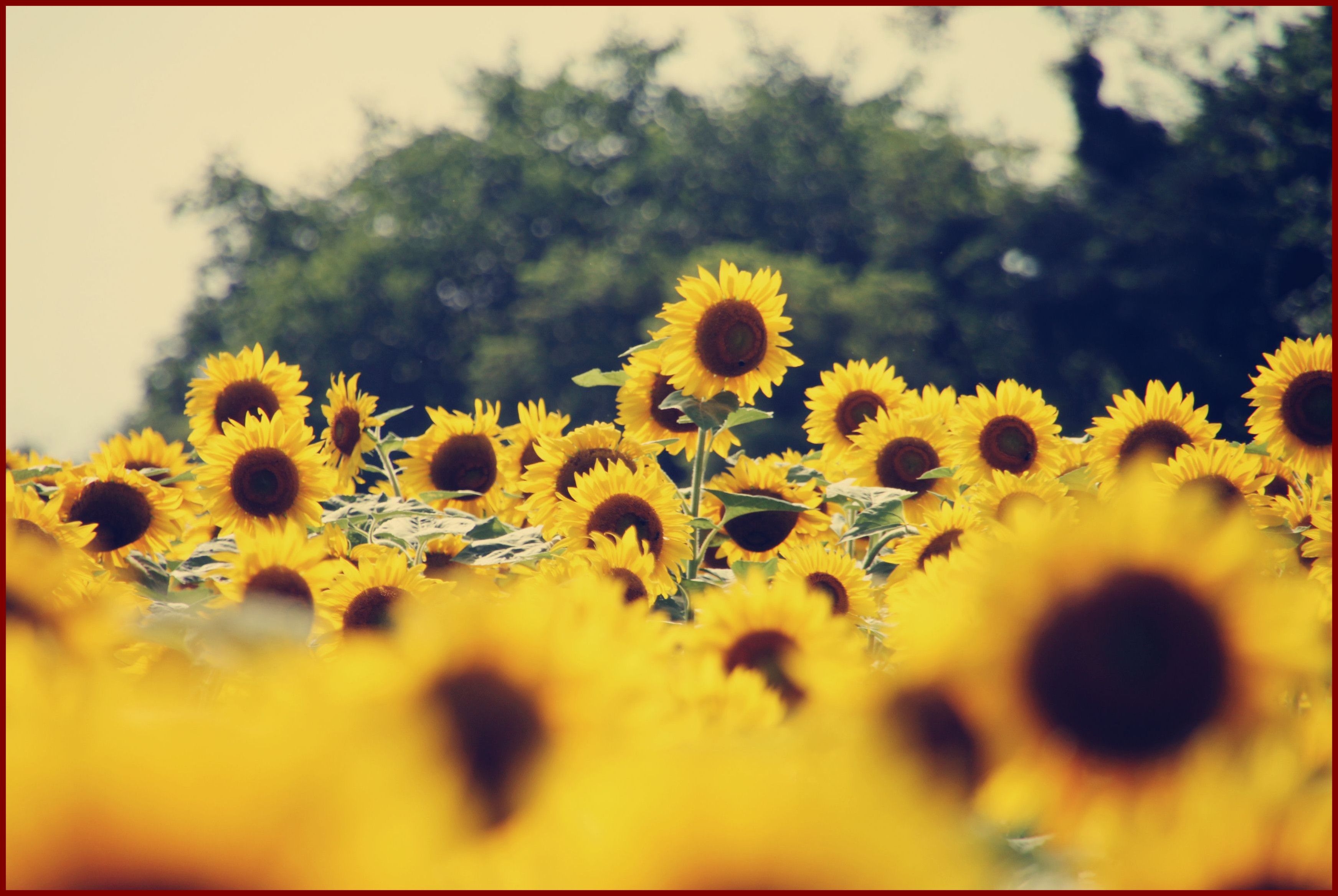 3490x2340 Sunflower Wallpaper Tumblr 475498 X Wallpaper Flower, Desktop