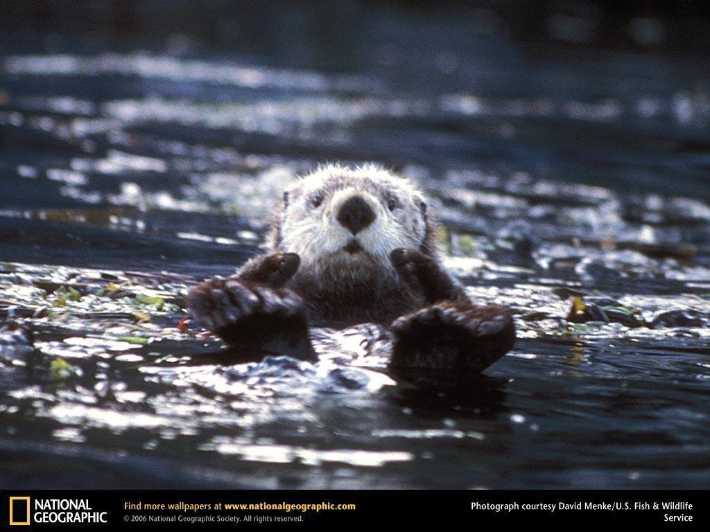 1030x770 Sea Otter Picture, Sea Otter Desktop Wallpaper, Free Wallpaper, Desktop