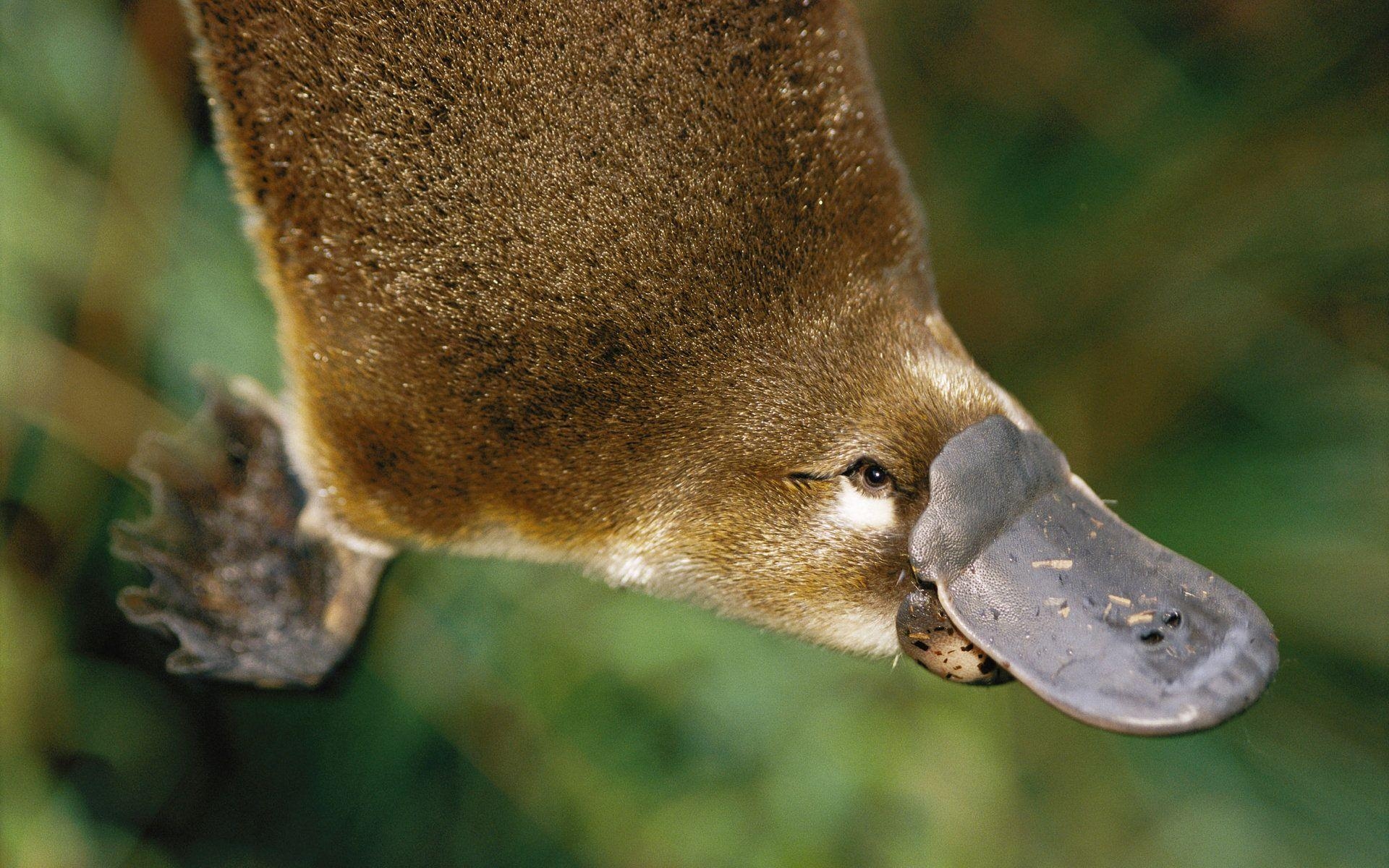 1920x1200 Platypus HD Wallpaper, Desktop