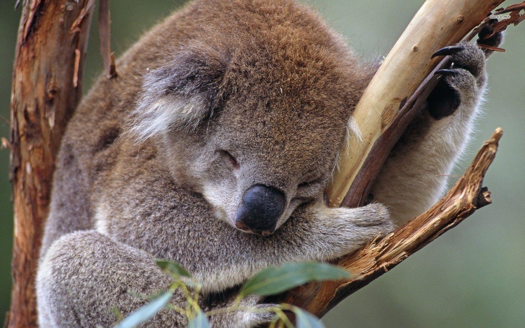 1680x1050 Koala HD Wallpaper, Desktop