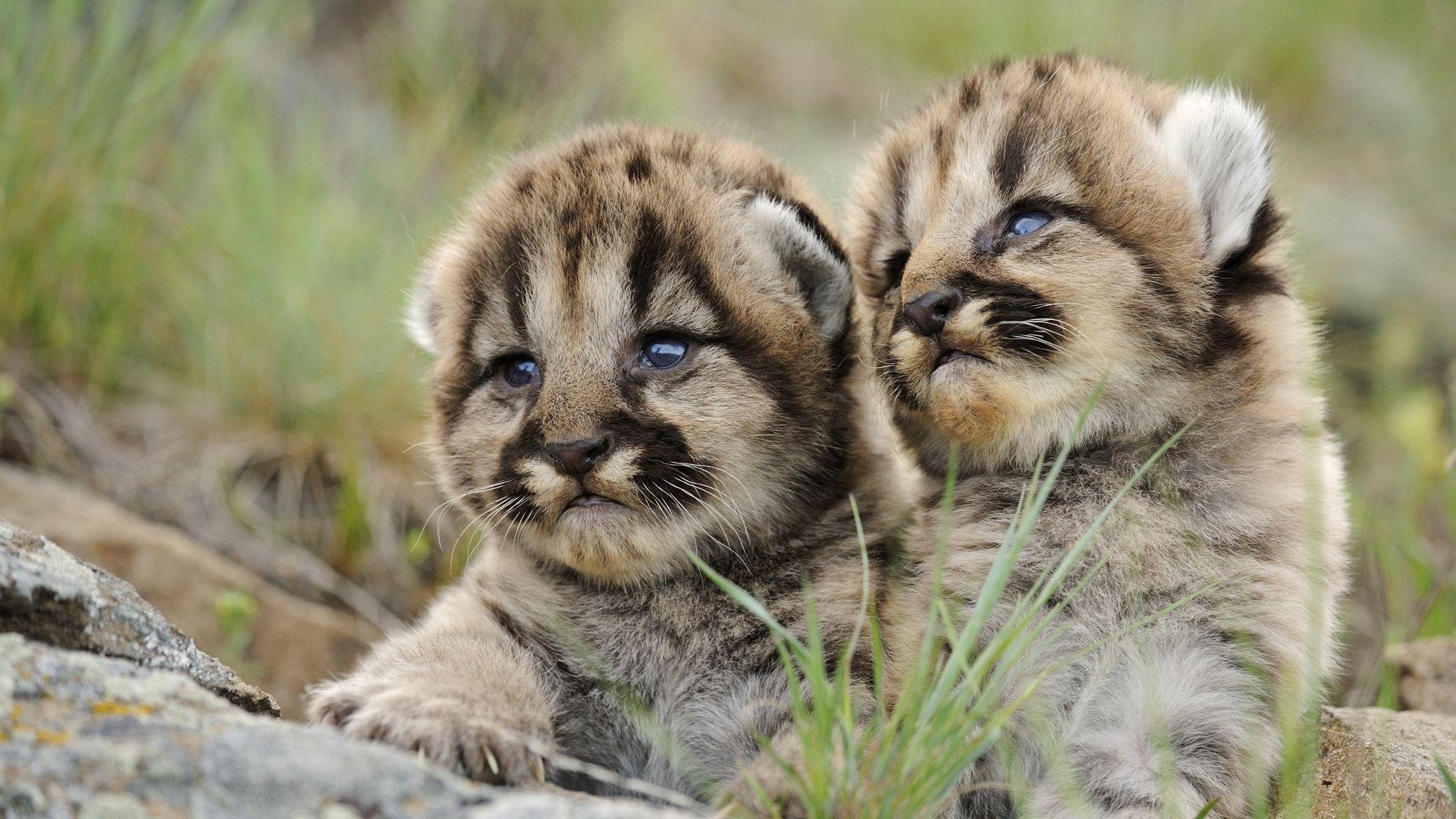 1920x1080 Adorable Bobcat Wallpaper, Desktop