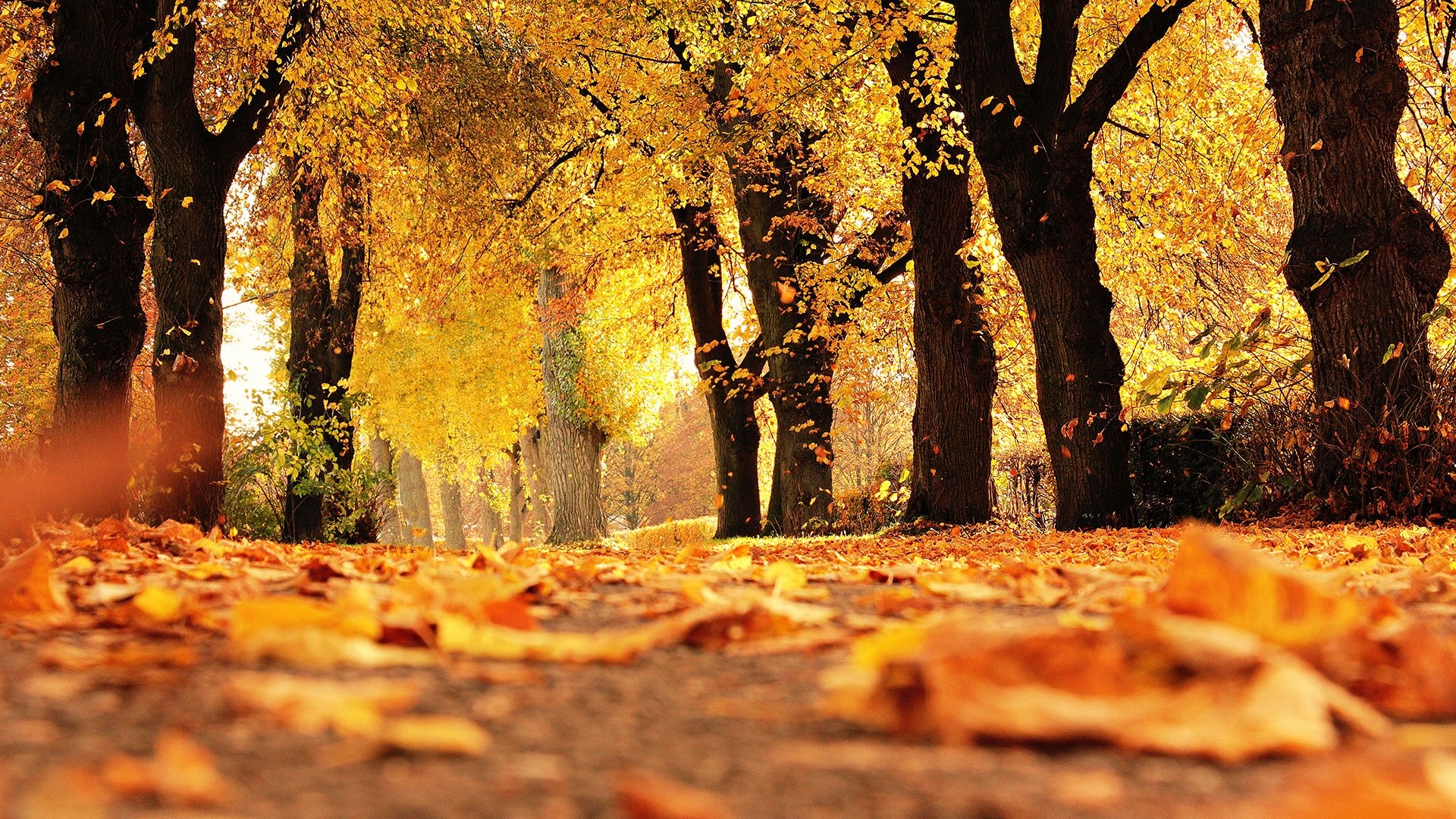 1920x1080 4K Autumn Trees Wallpaper HD, Desktop