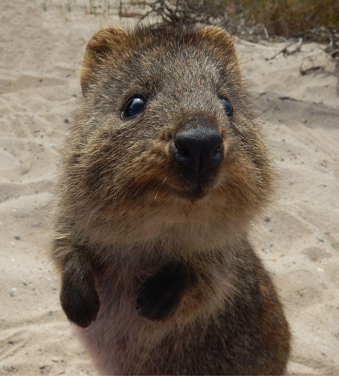 1080x1200 Quokka on Rottnest Island, Western Australia. Quokka, Phone