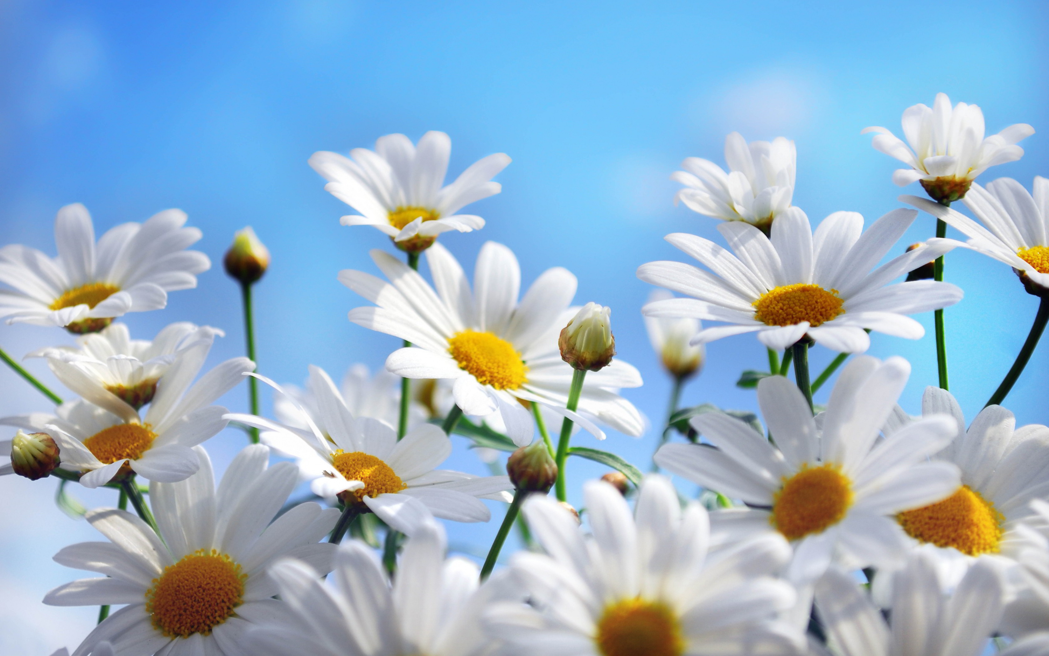 3360x2100 Daisy Flower Wallpaper, Desktop