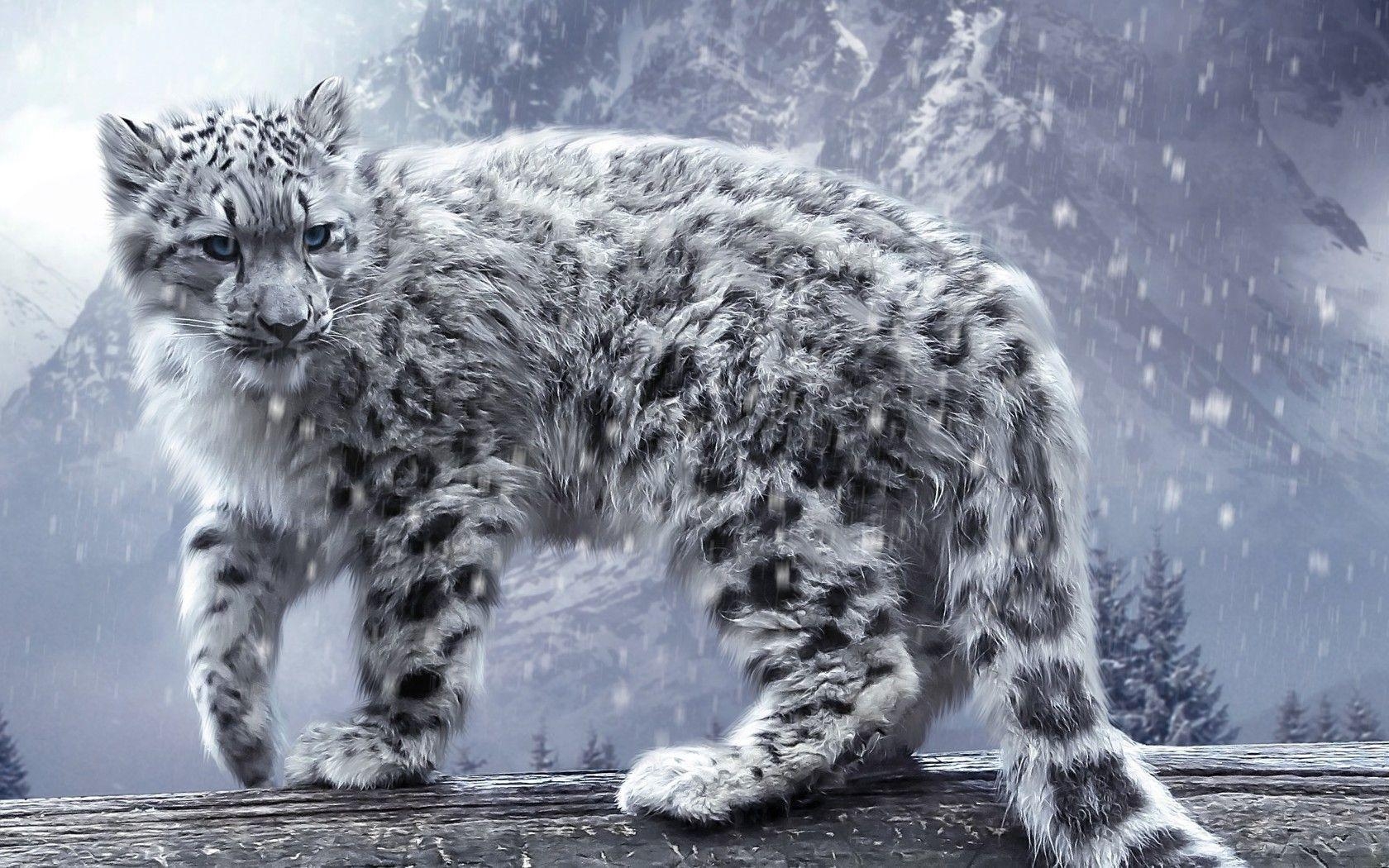 1680x1050 Snow leopard wallpaper #, Desktop