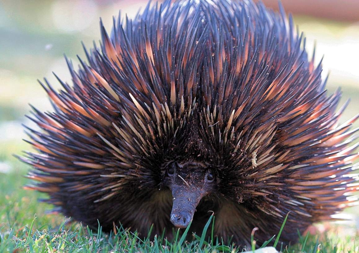 1160x820 Echidna Pine Koala Sanctuary, Desktop