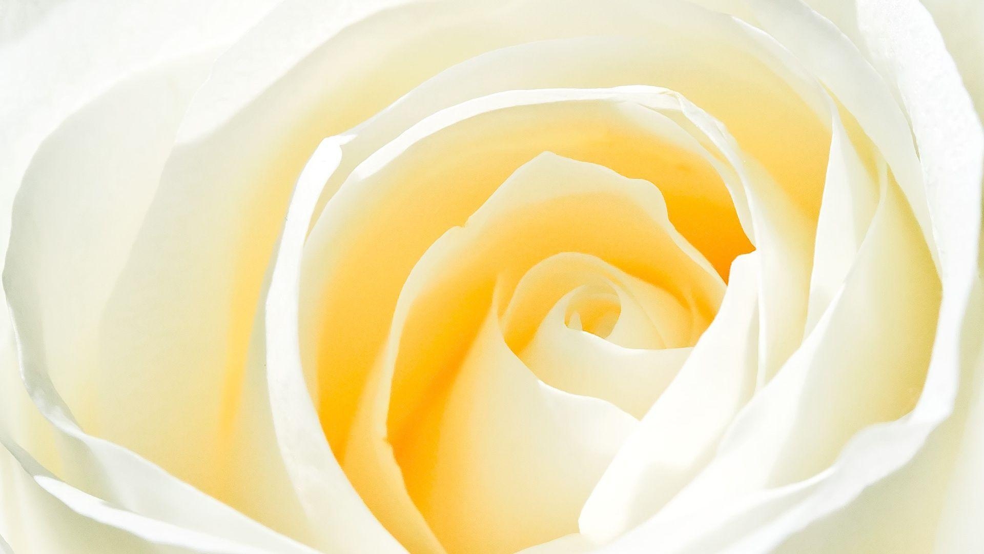 1920x1080 Flowers For > White Rose Background, Desktop