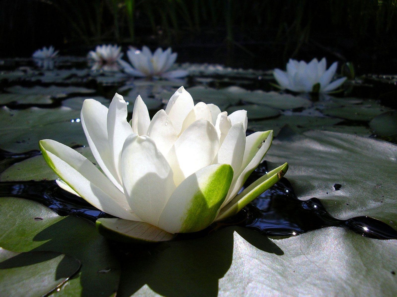 1600x1200 Lotus Flower wallpaperx1200, Desktop