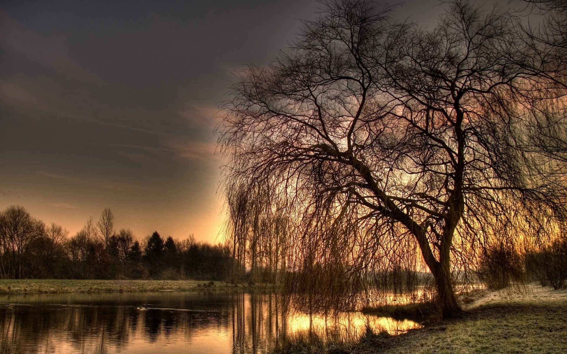 1920x1200 Weeping Willow Wallpaper background picture, Desktop