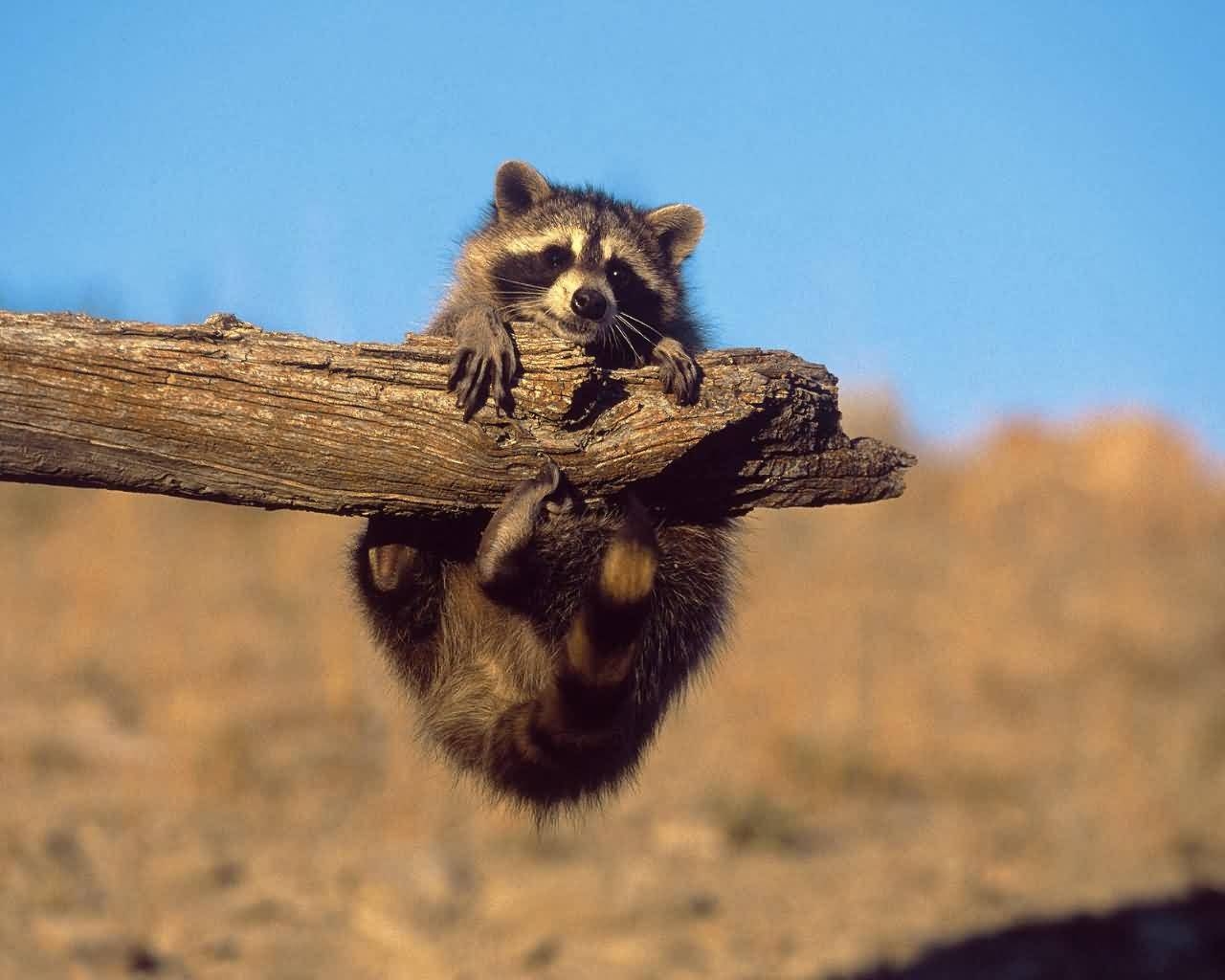 1280x1030 Raccoon HD Wallpaper Wallpaper Inn, Desktop