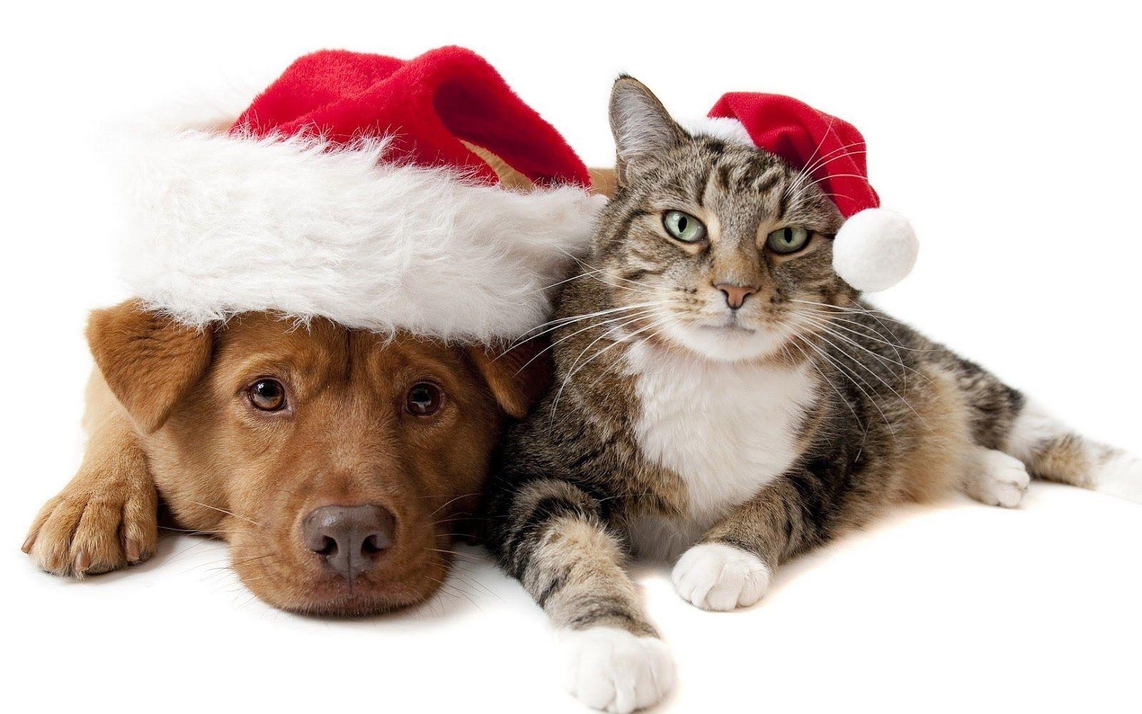 1600x1000 Christmas wallpaper with cat and dog HD Animals Wallpaper, Xmas, Desktop