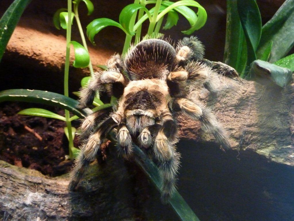 1030x770 Tarantula Wallpaper, Desktop