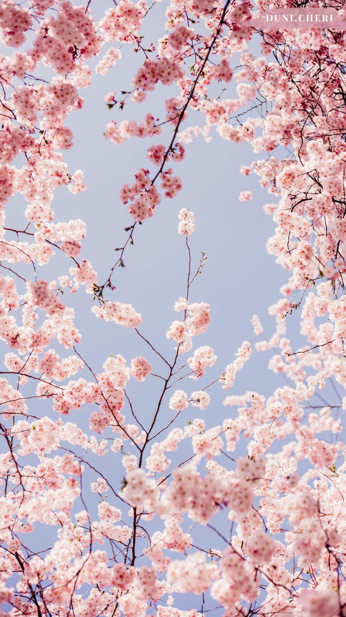 1130x2000 cherry blossom wallpaper free mobile. Background in 2019, Phone