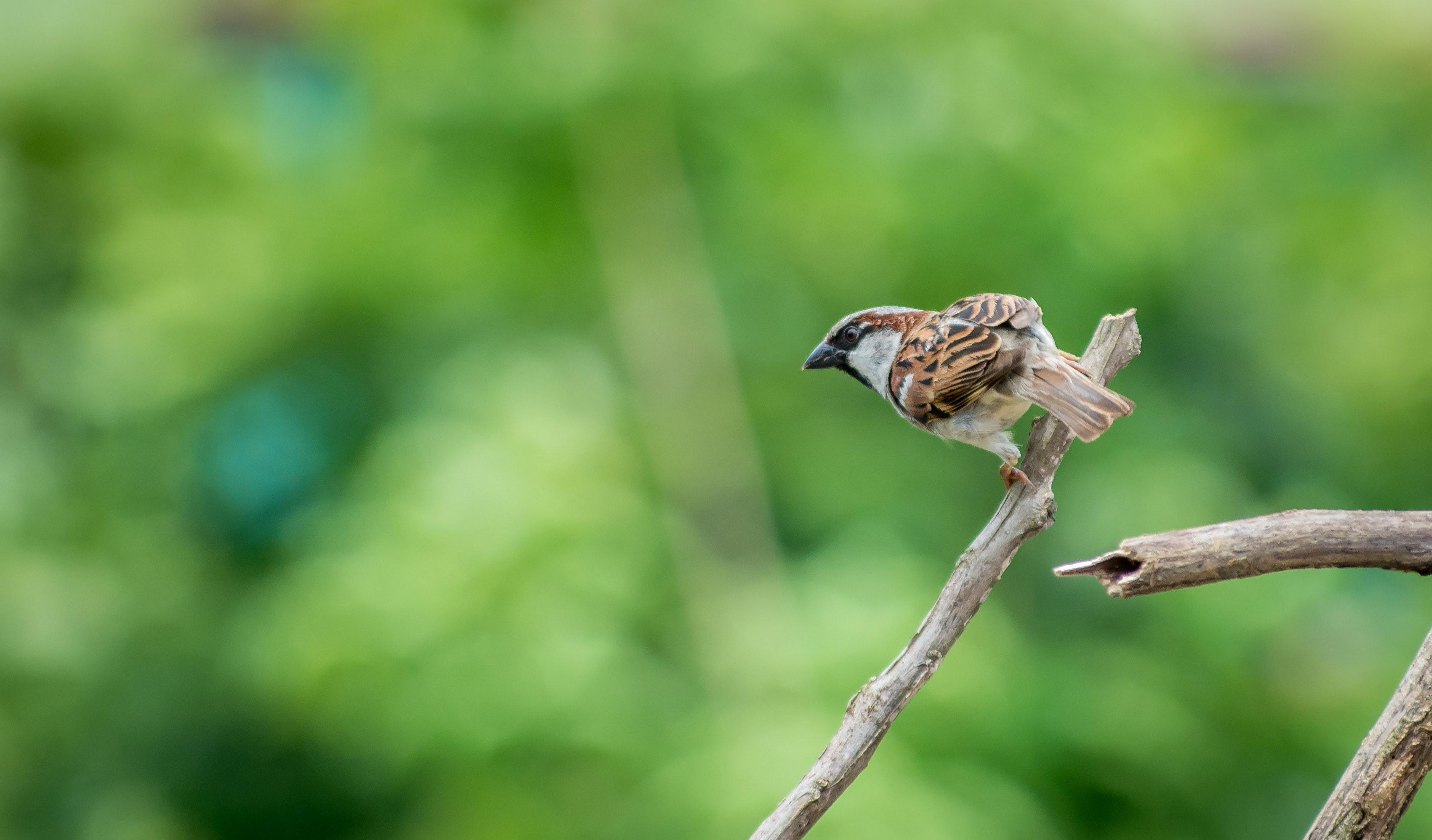 3410x2000 Selective Focus Photography of House Sparrow Perching, Desktop