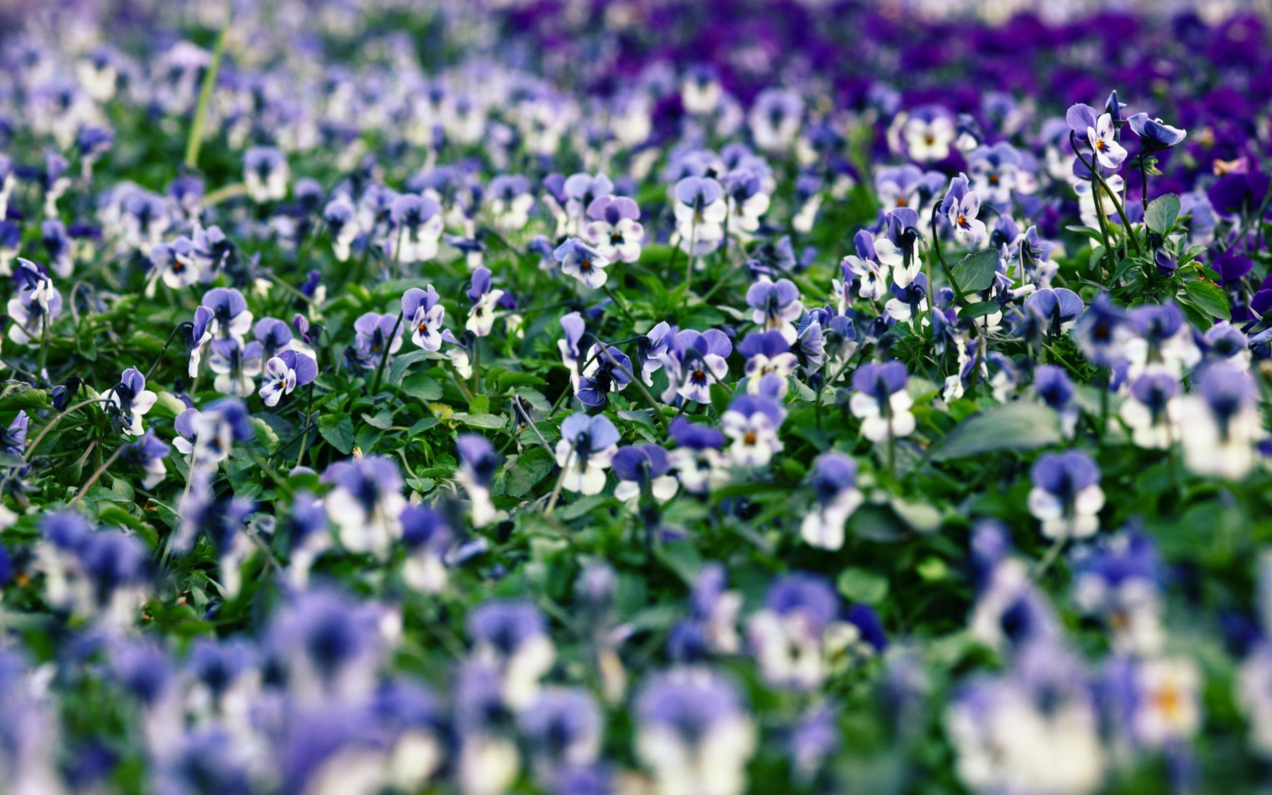 2560x1600 Pansy Wallpaper, Desktop