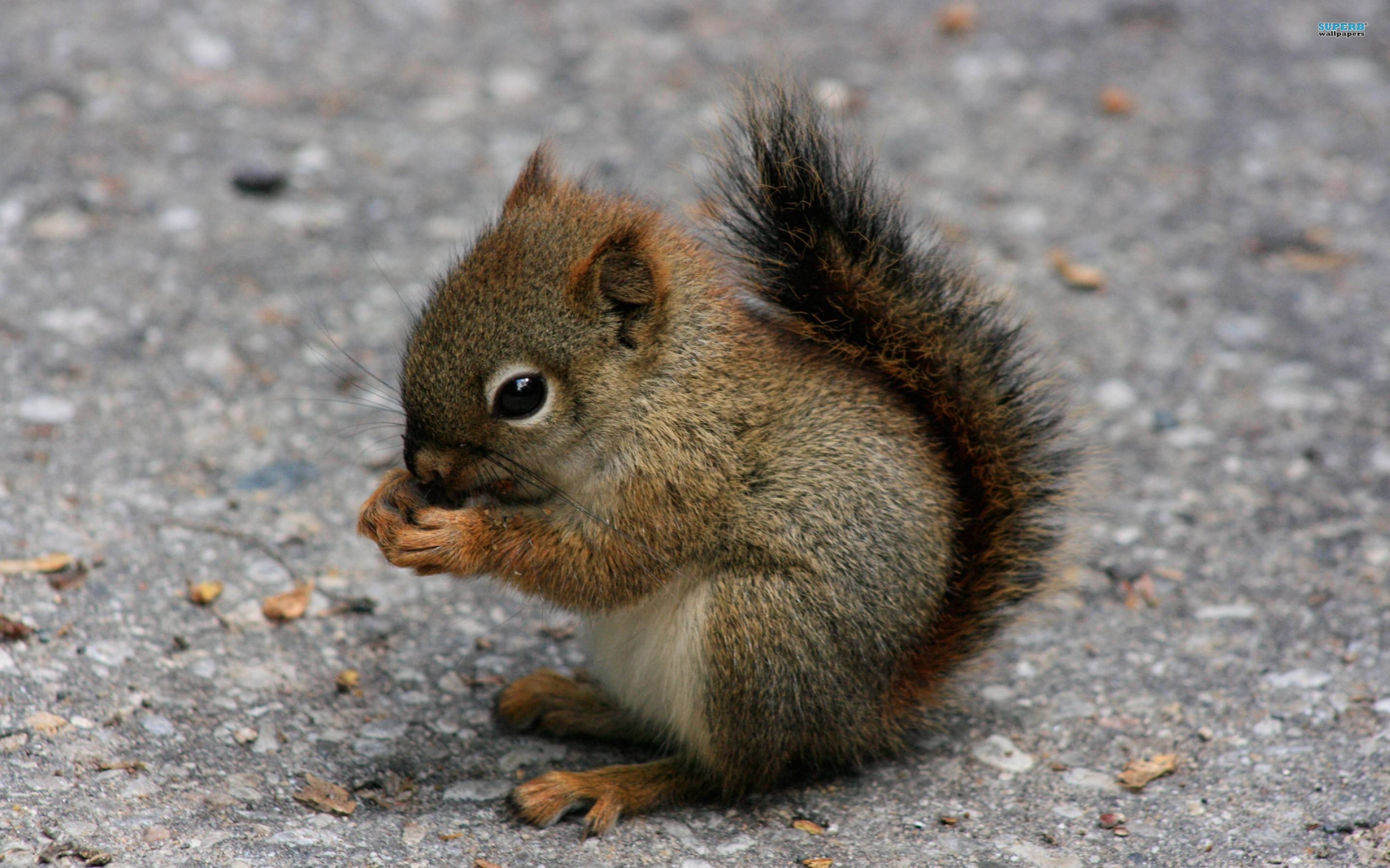 2880x1800 Squirrel Wallpaper 39780 in Animals, Desktop