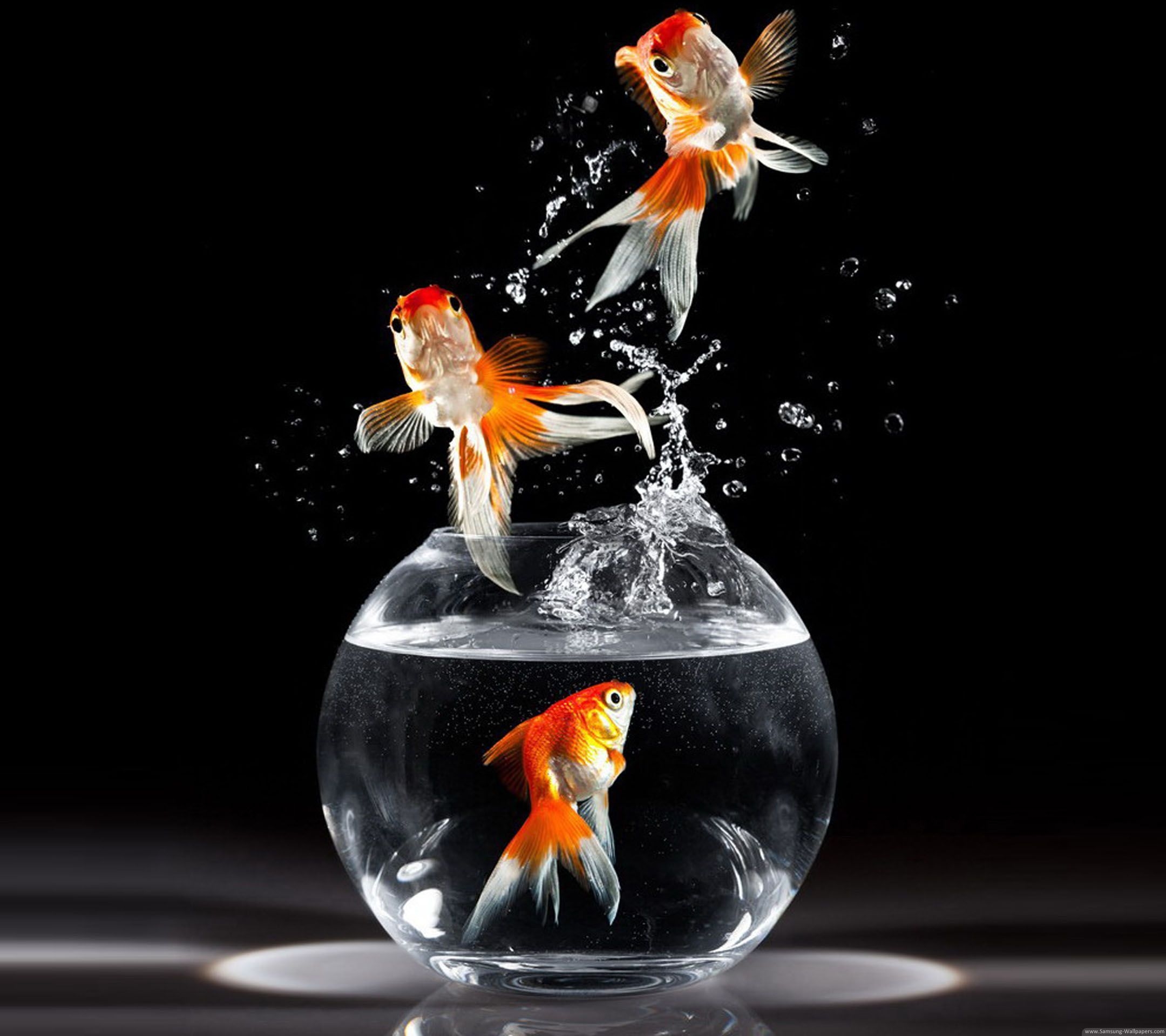 2160x1920 Live Wallpaper Fish In Water Fish Hd, HD Wallpaper, Desktop