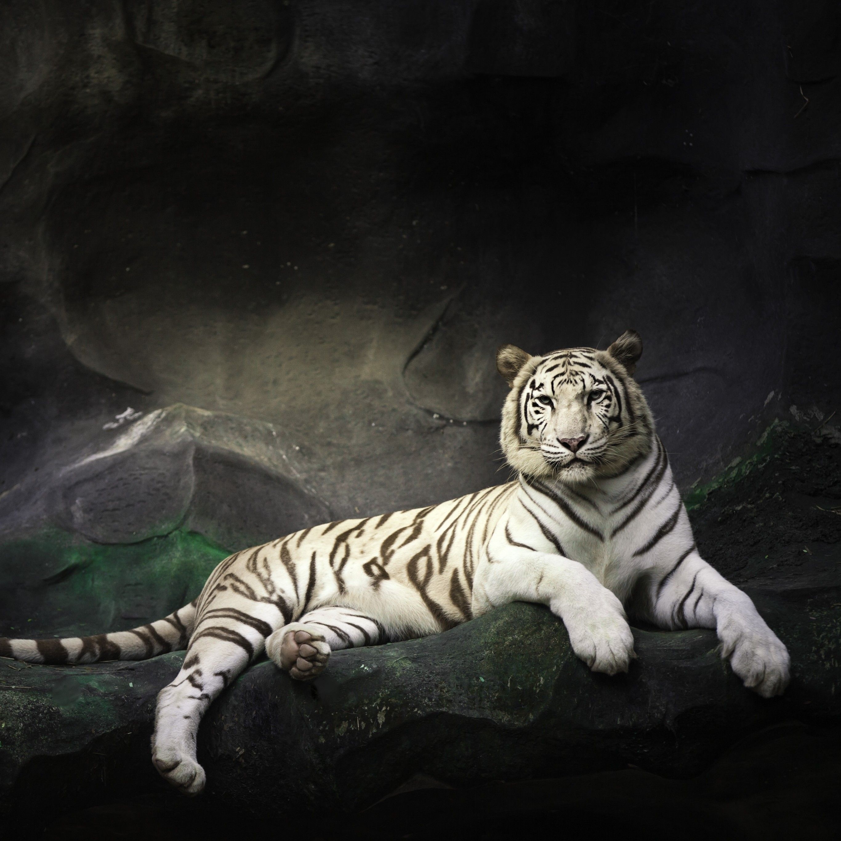 2740x2740 White Bengal Tiger 4K Wallpaper, Zoo, Cave, White tiger, Wild, Dark, Animals, Phone