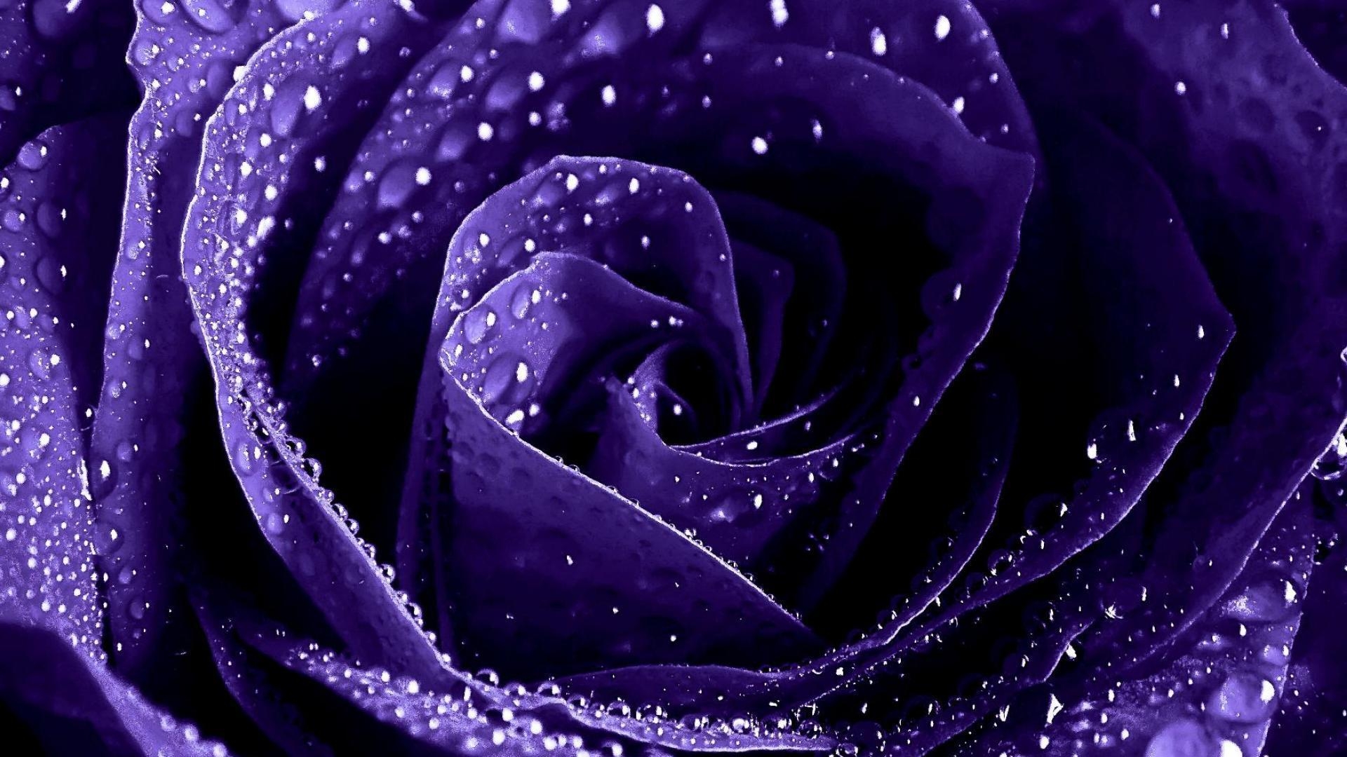 1920x1080 Flowers For > Purple Roses Wallpaper HD, Desktop