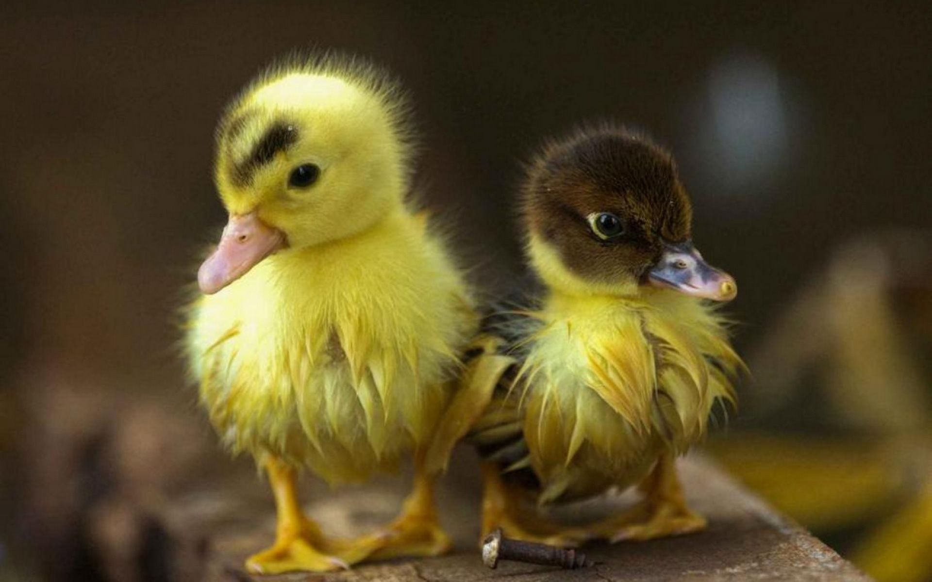 1920x1200 Baby Duck Wallpaper, Desktop