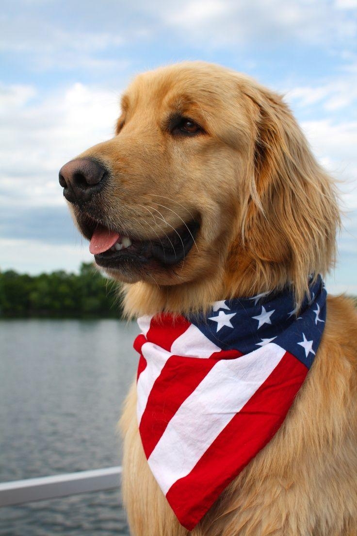 740x1110 Flag Day Golden Retriever photo and wallpaper. Beautiful Flag Day, Phone